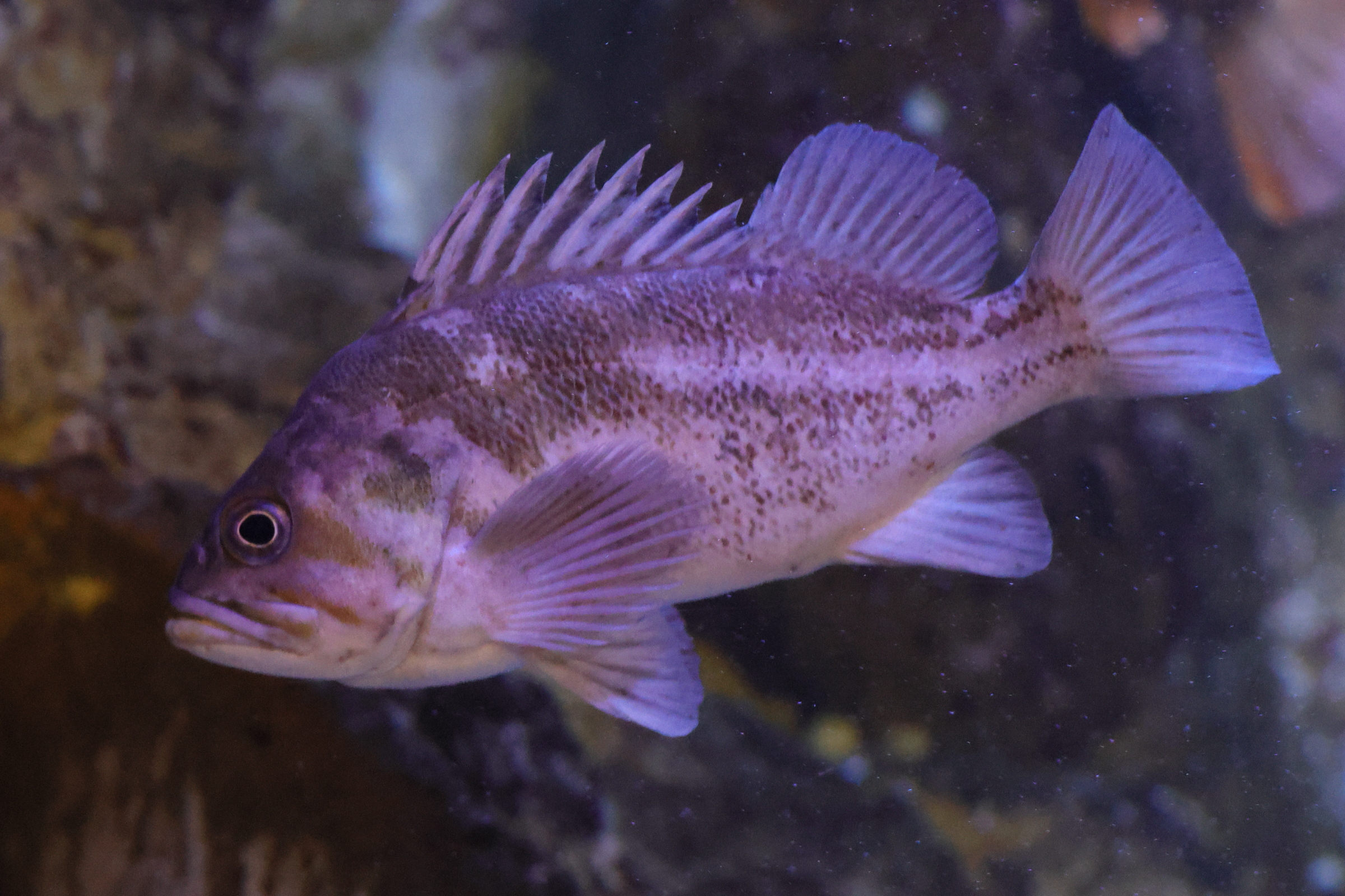 helicolenus_dactylopterus2md