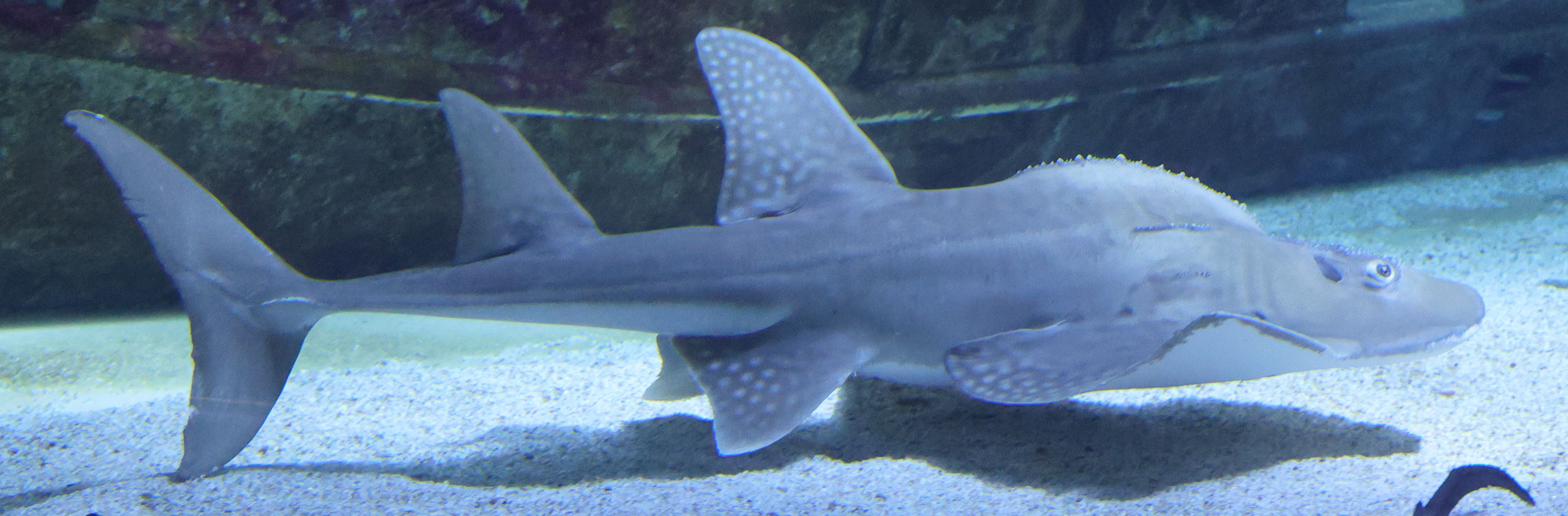 Afficher le média rhina_ancylostoma1md rhina_ancylostoma1md