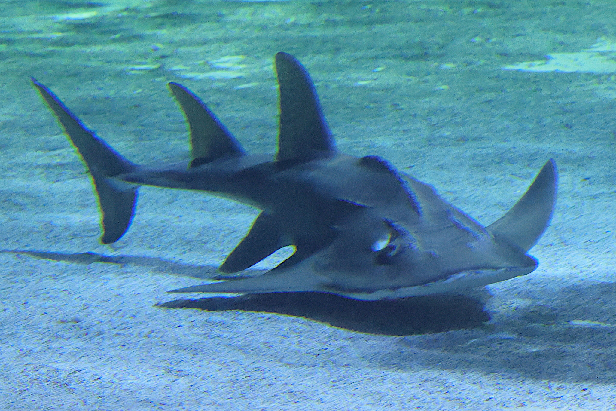 Afficher le média rhina_ancylostoma2md rhina_ancylostoma2md