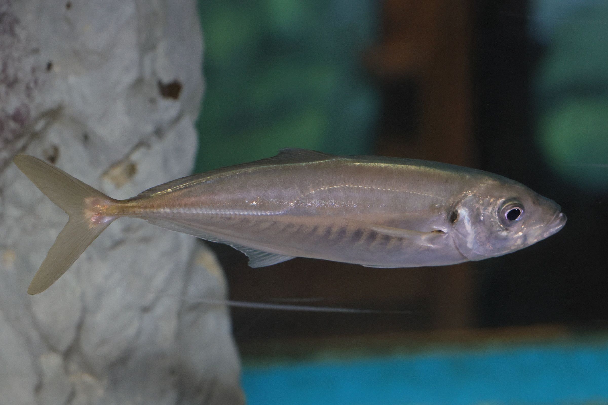 trachurus_trachurus5md