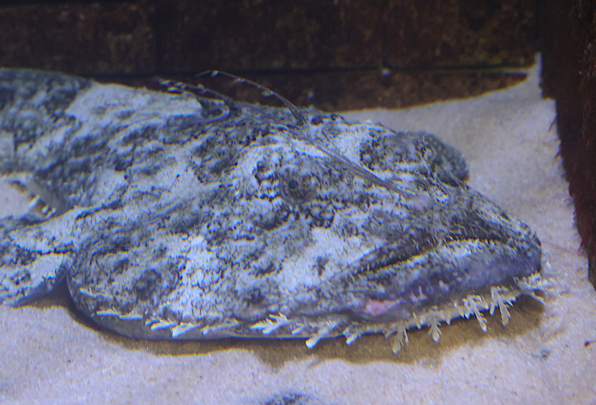 lophius_piscatorius1md