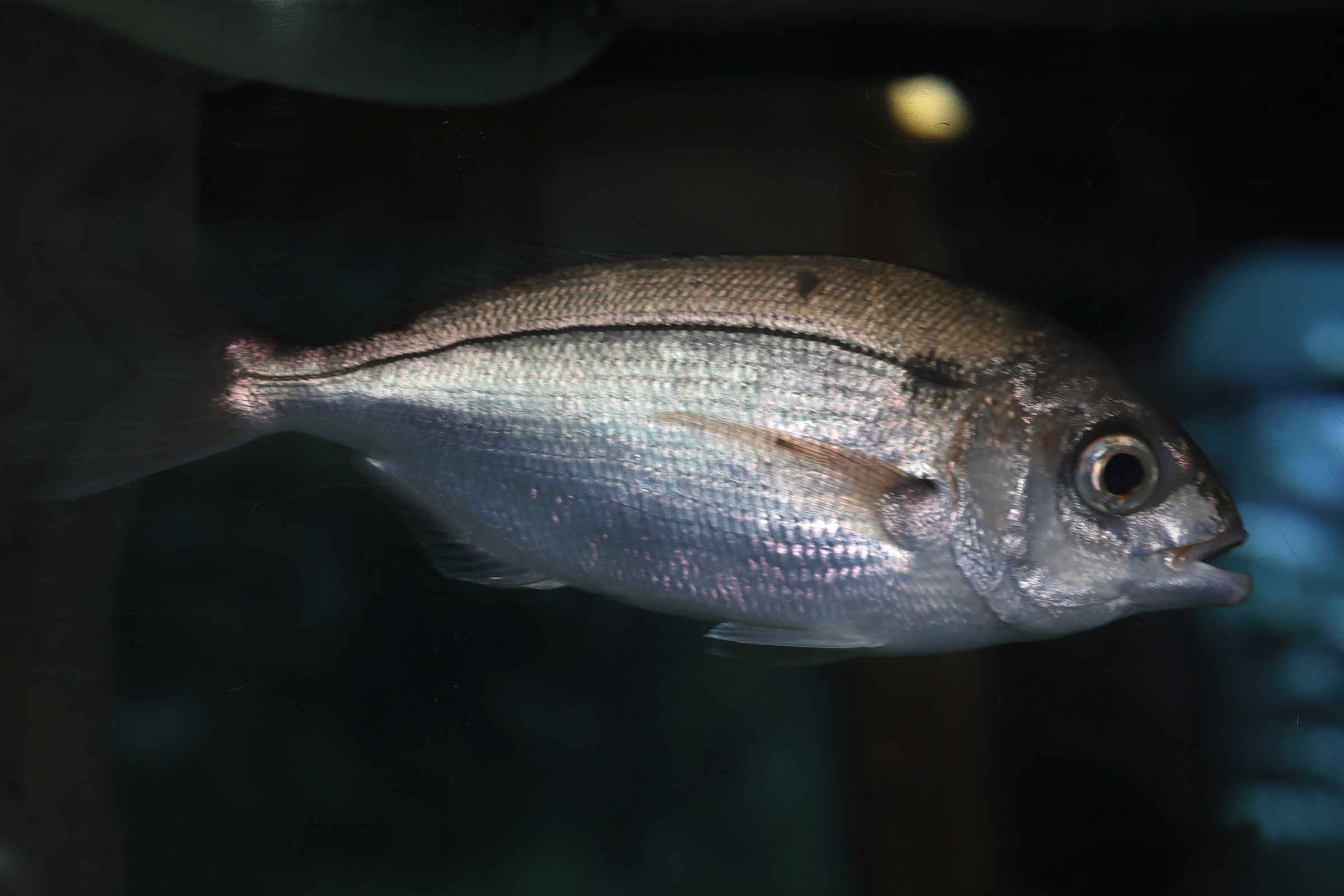 Afficher le média pagellus_bogaraveo1md pagellus_bogaraveo1md