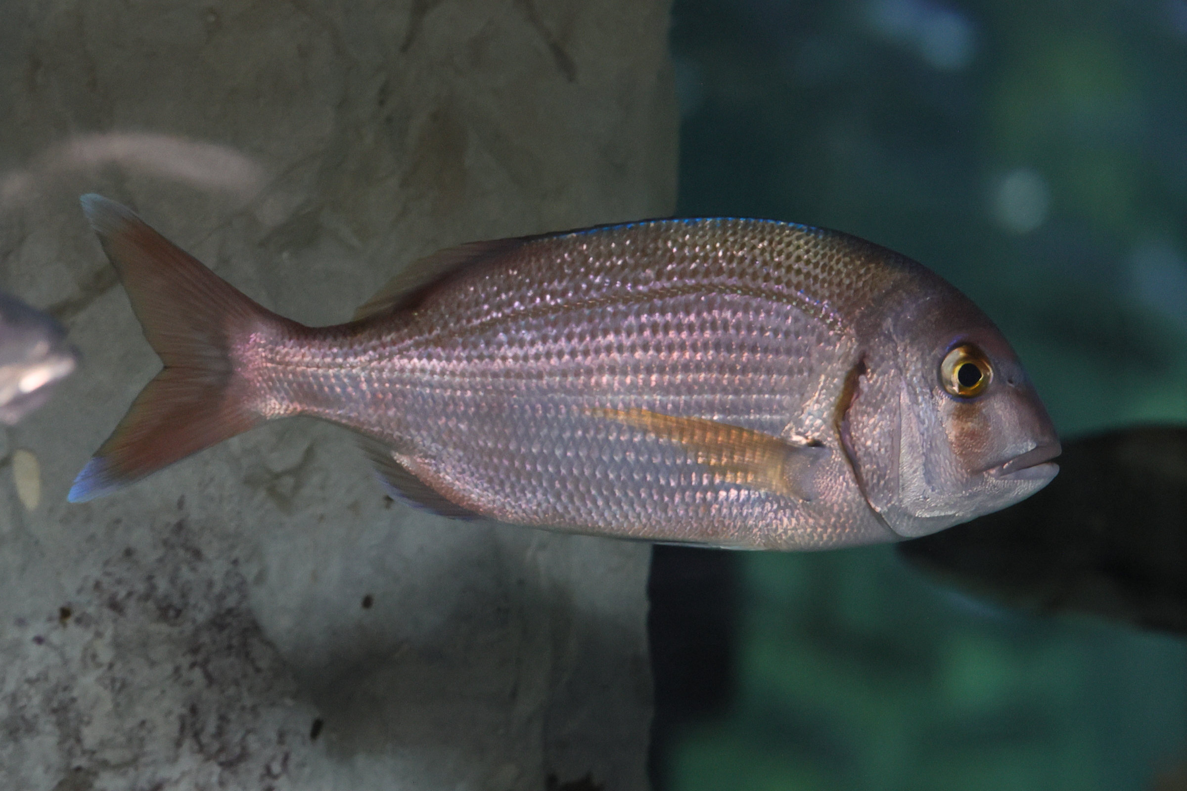 Afficher le média pagellus_bogaraveo2md pagellus_bogaraveo2md