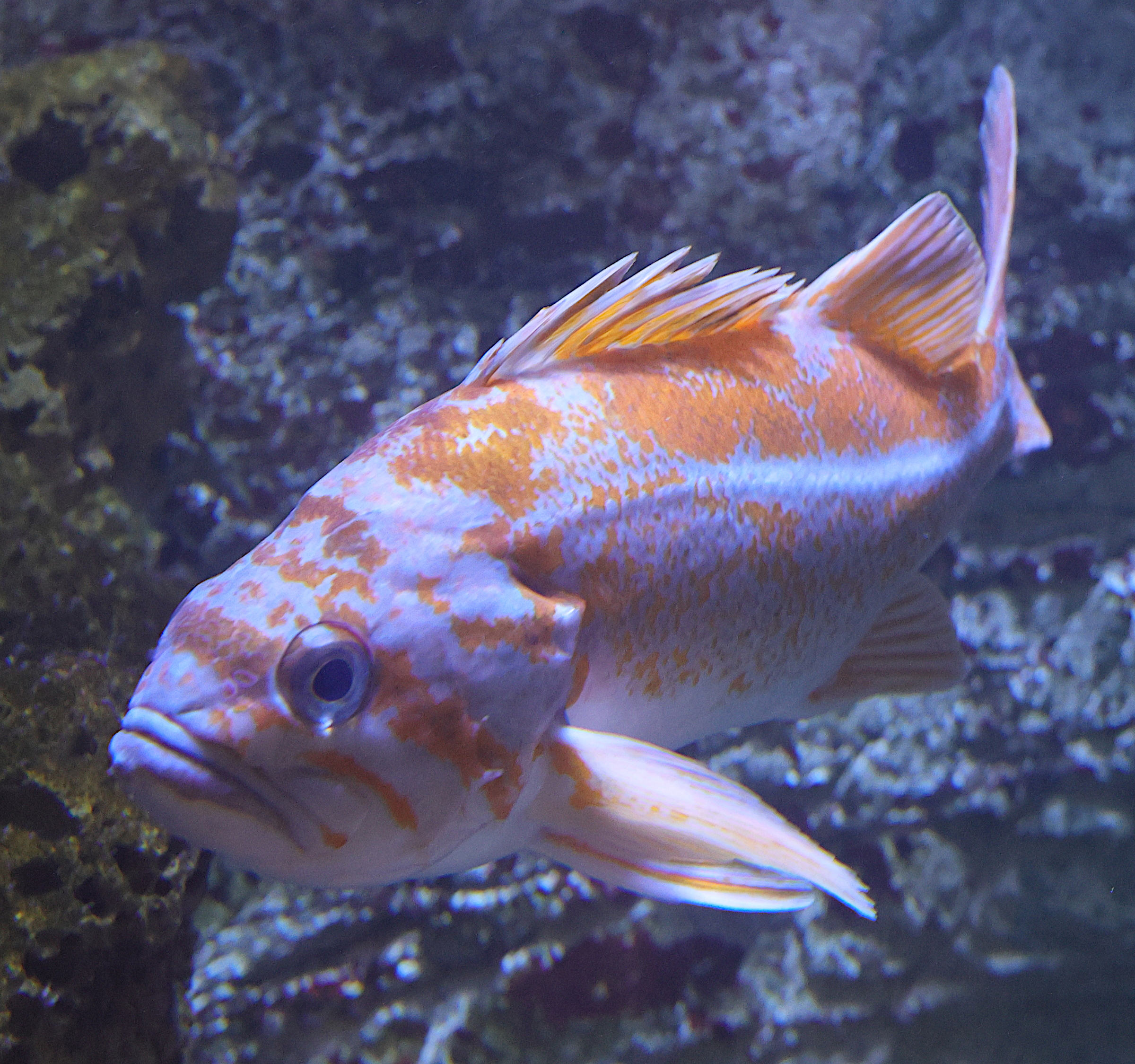 sebastes_caurinus2md