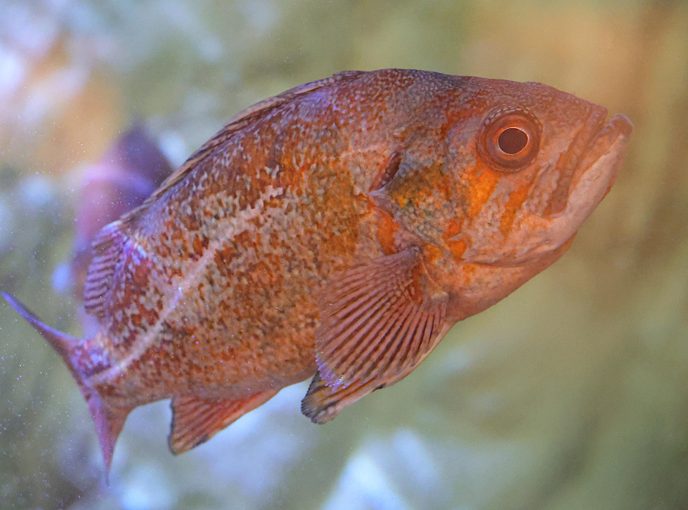 sebastes_miniatus2md