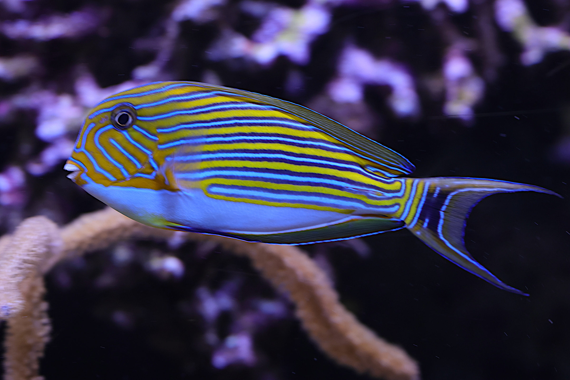 Afficher le média acanthurus_lineatus4md acanthurus_lineatus4md