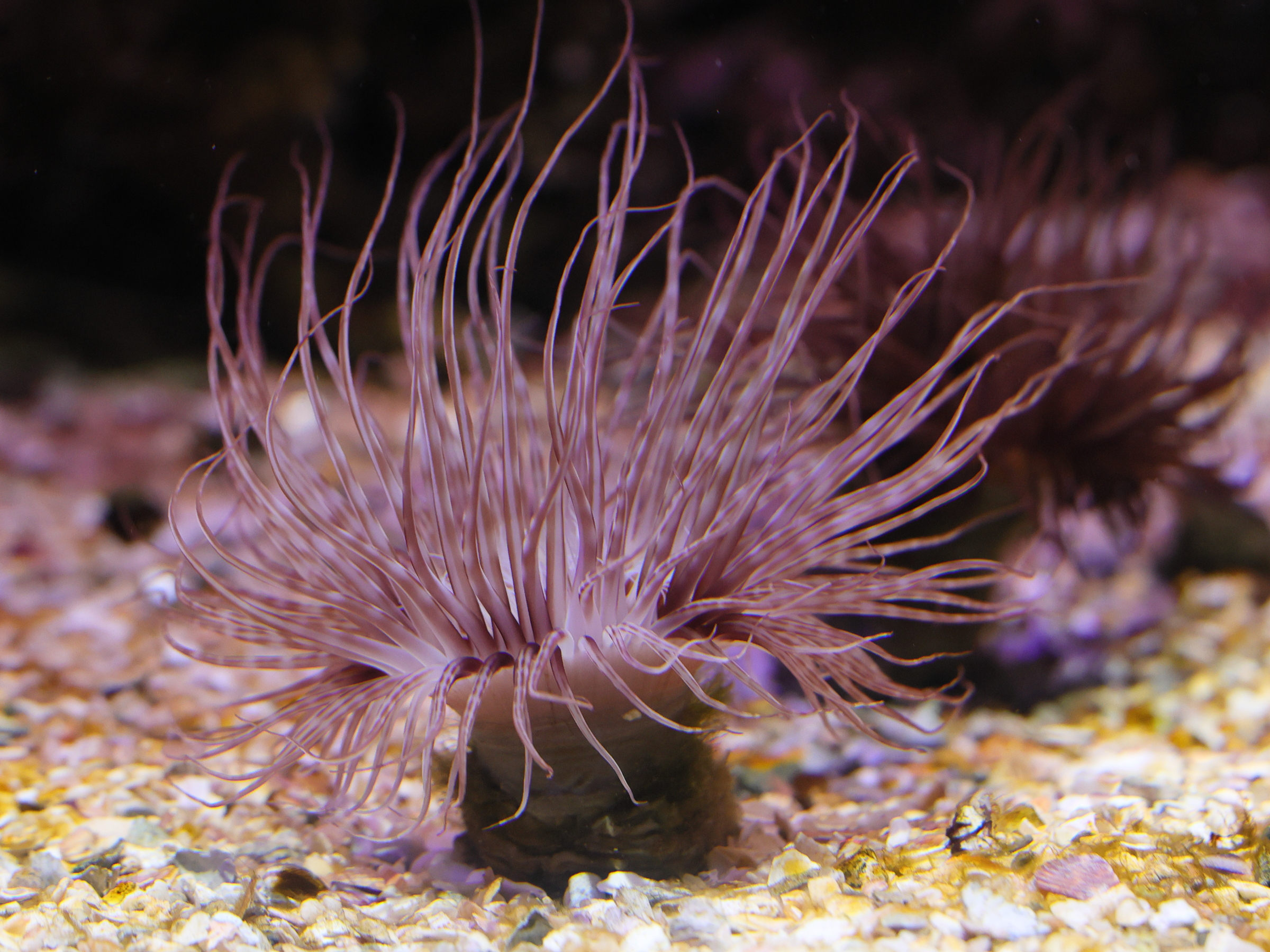 cerianthus_membranaceus4md