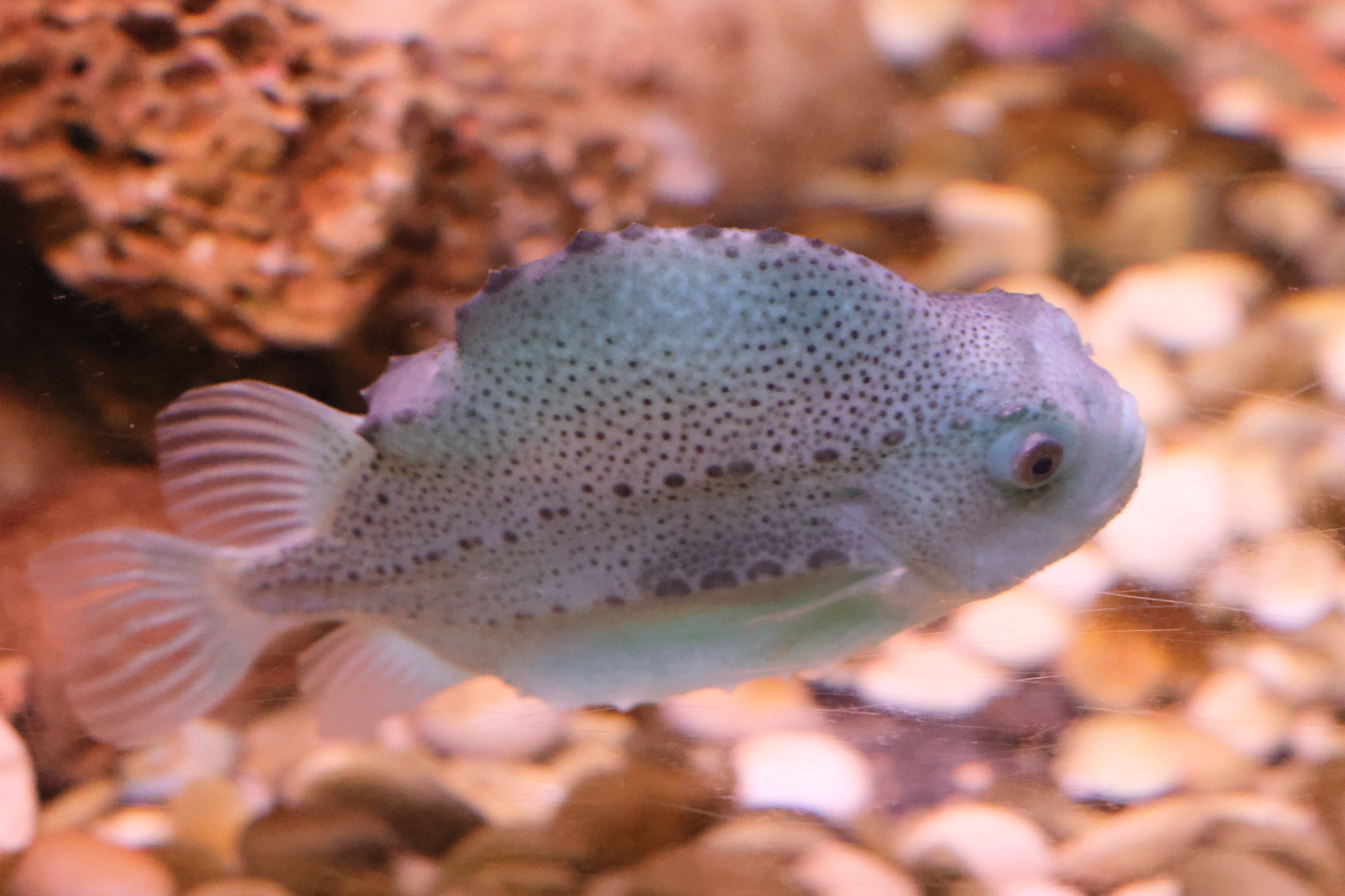 cyclopterus_lumpus1md