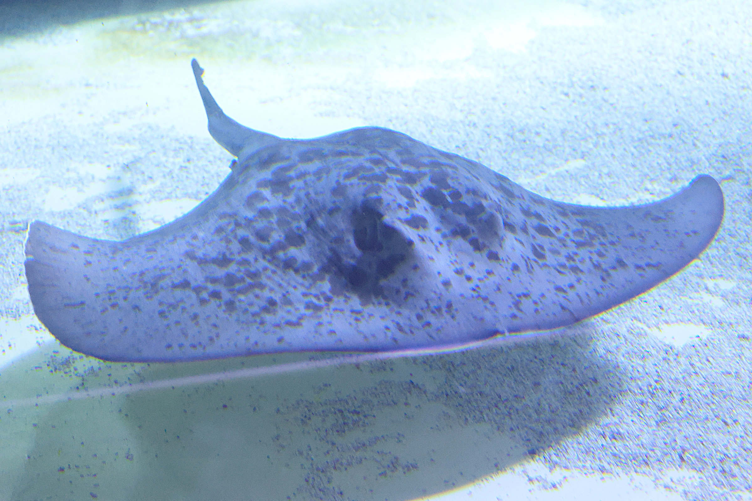 Afficher le média dasyatis_pastinaca2md dasyatis_pastinaca2md