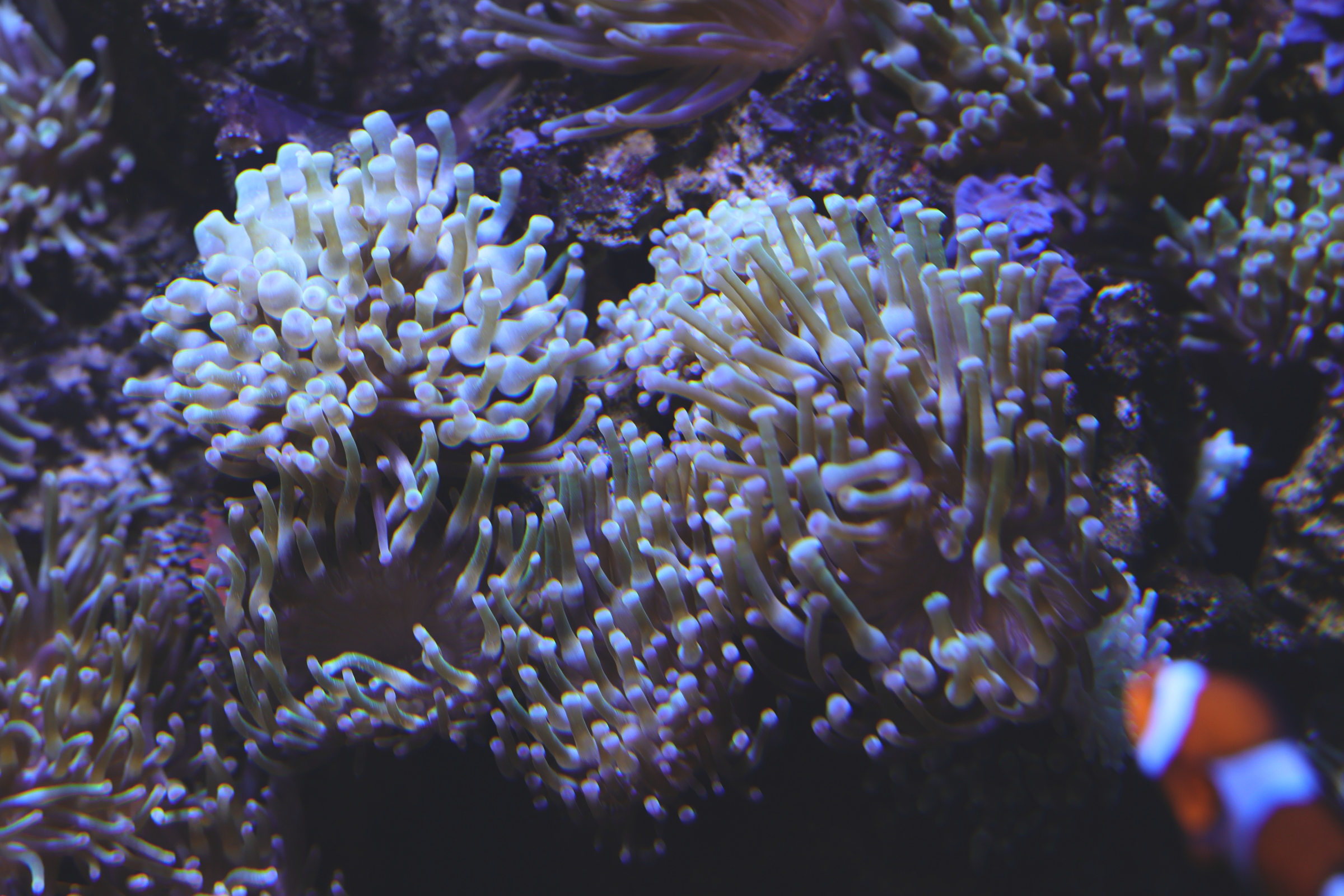 entacmaea_quadricolor1md