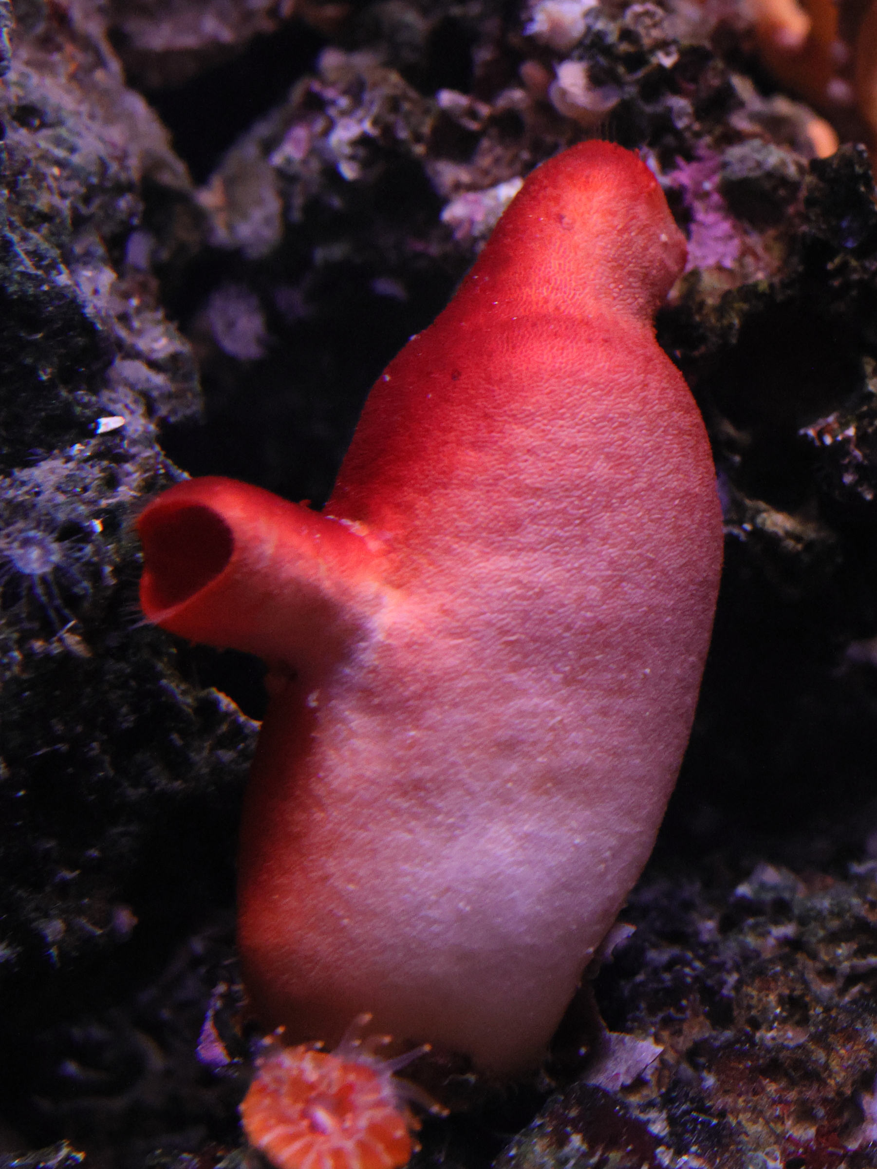 Afficher le média halocynthia_papillosa2md halocynthia_papillosa2md