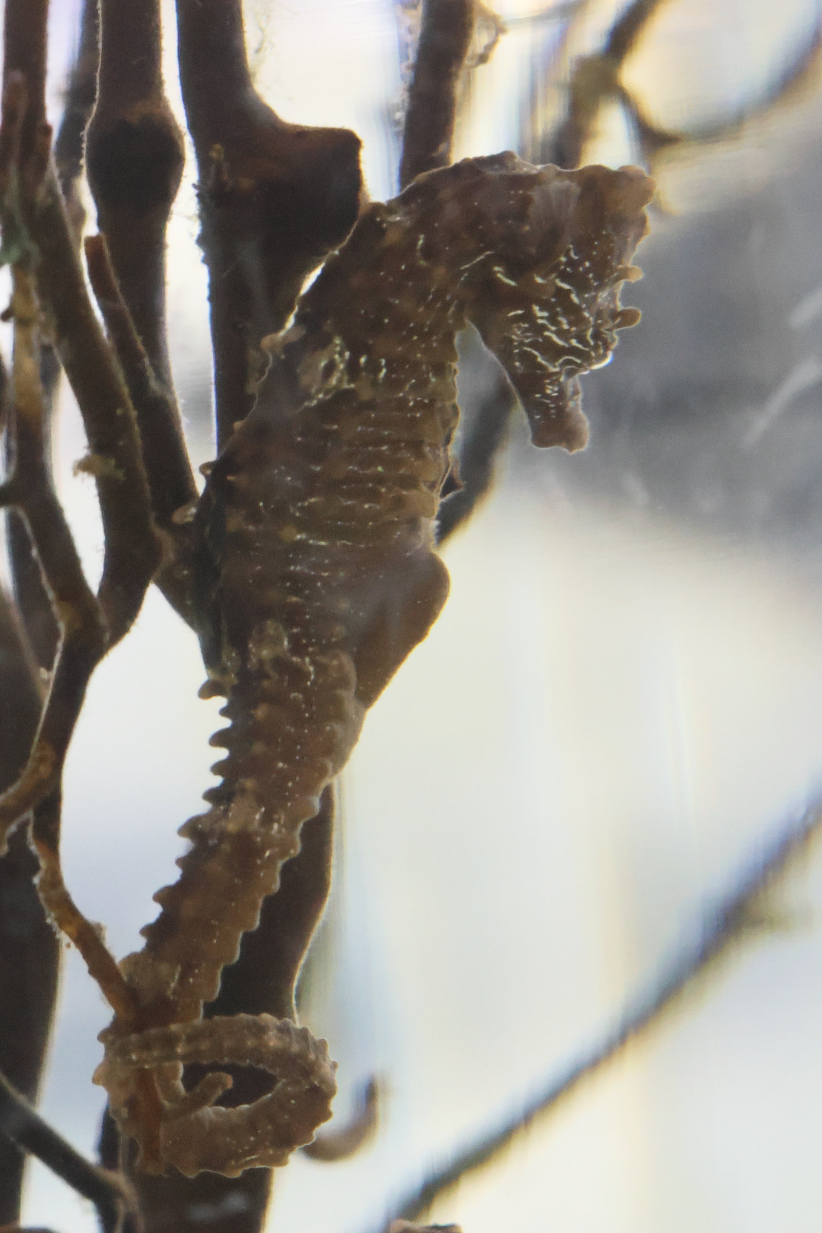 hippocampus_hippocampus3bd