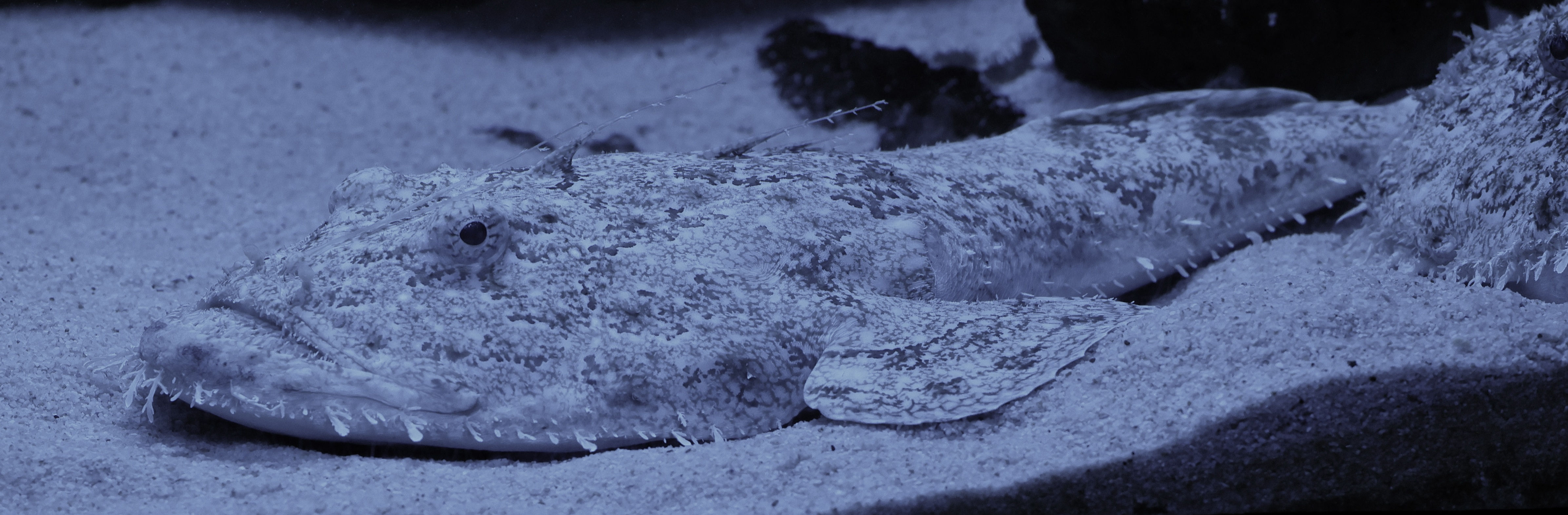 lophius_piscatorius2md