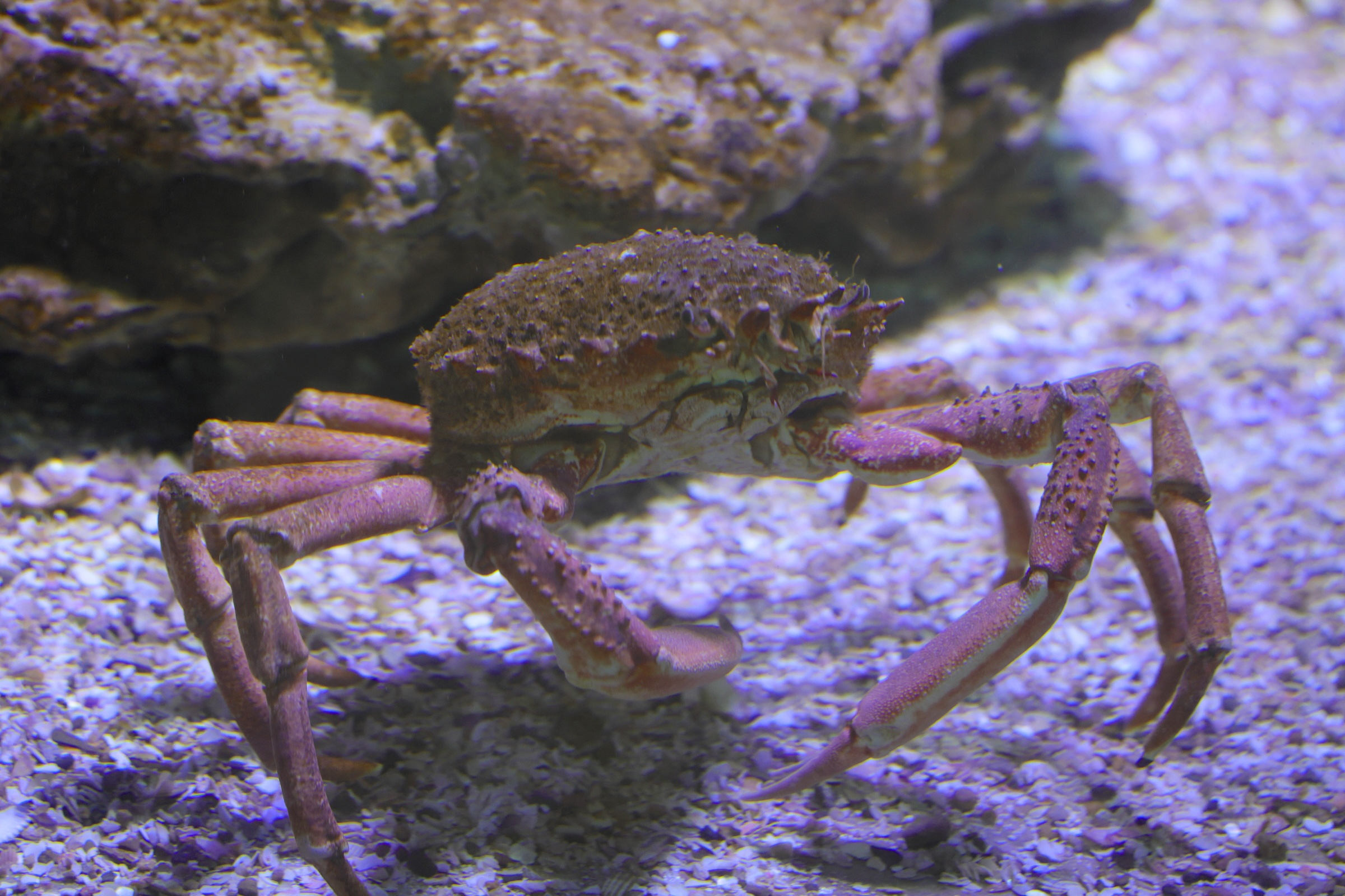 maia_brachydactyla4md