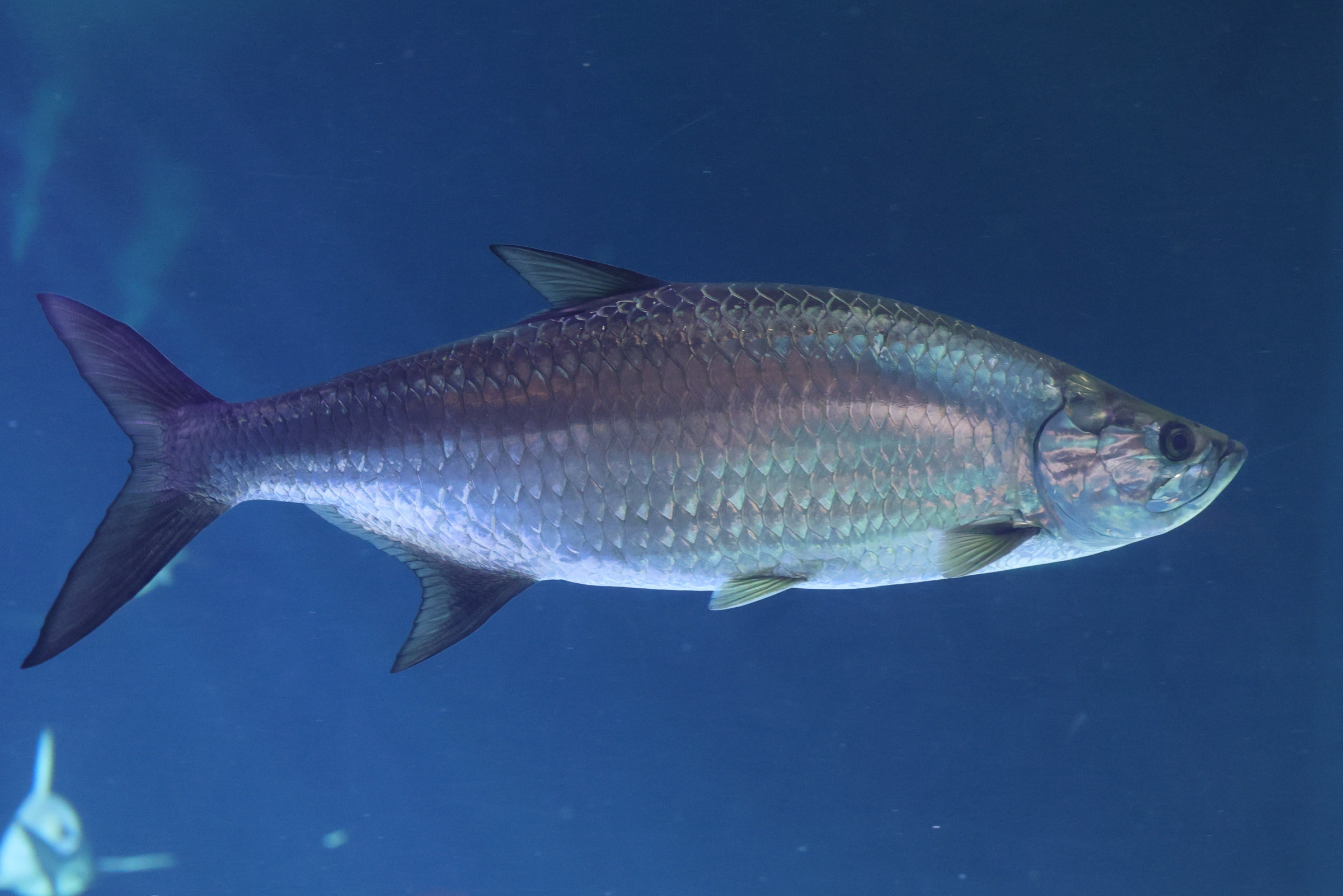 megalops_atlanticus4md