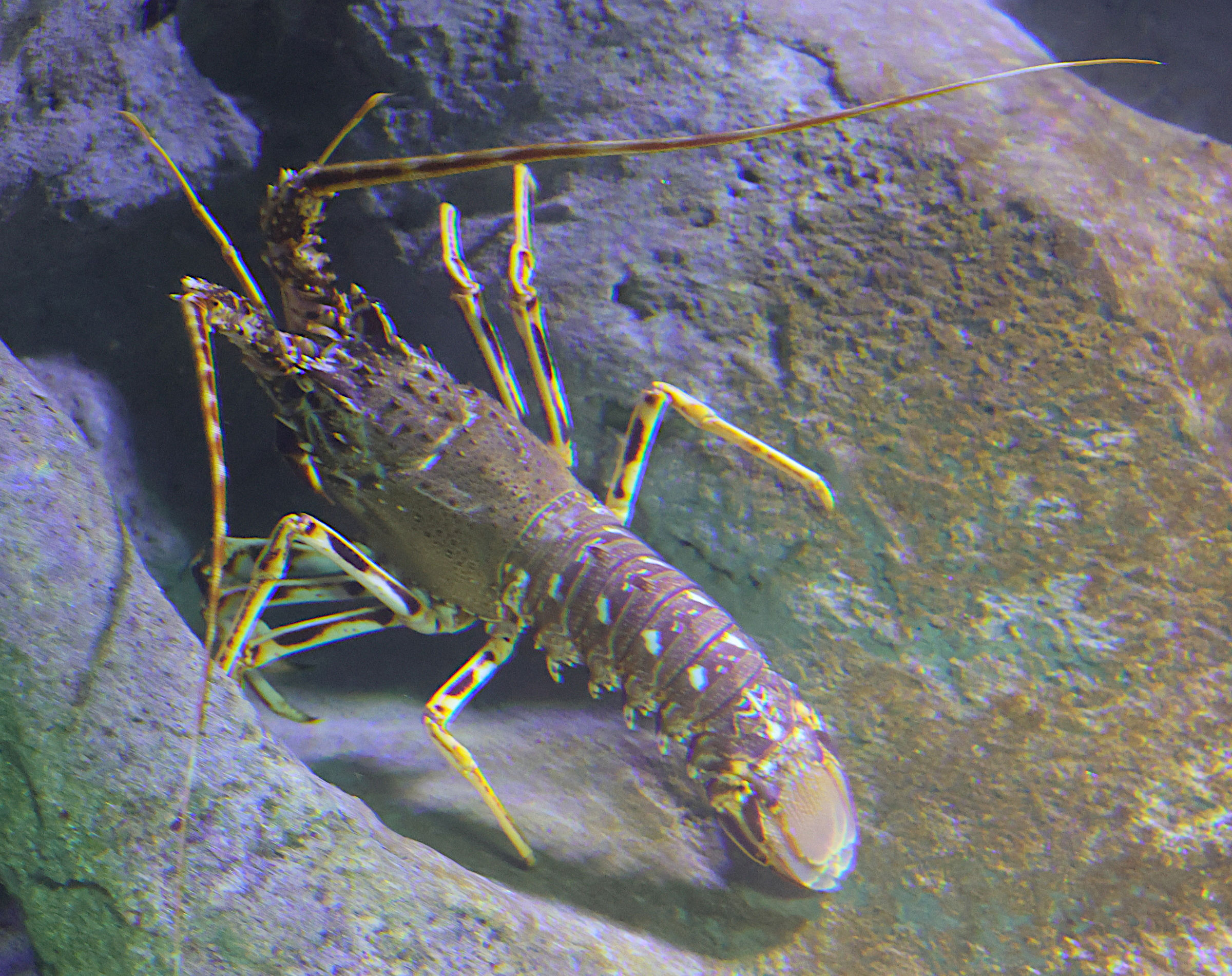 palinurus_elephas4md