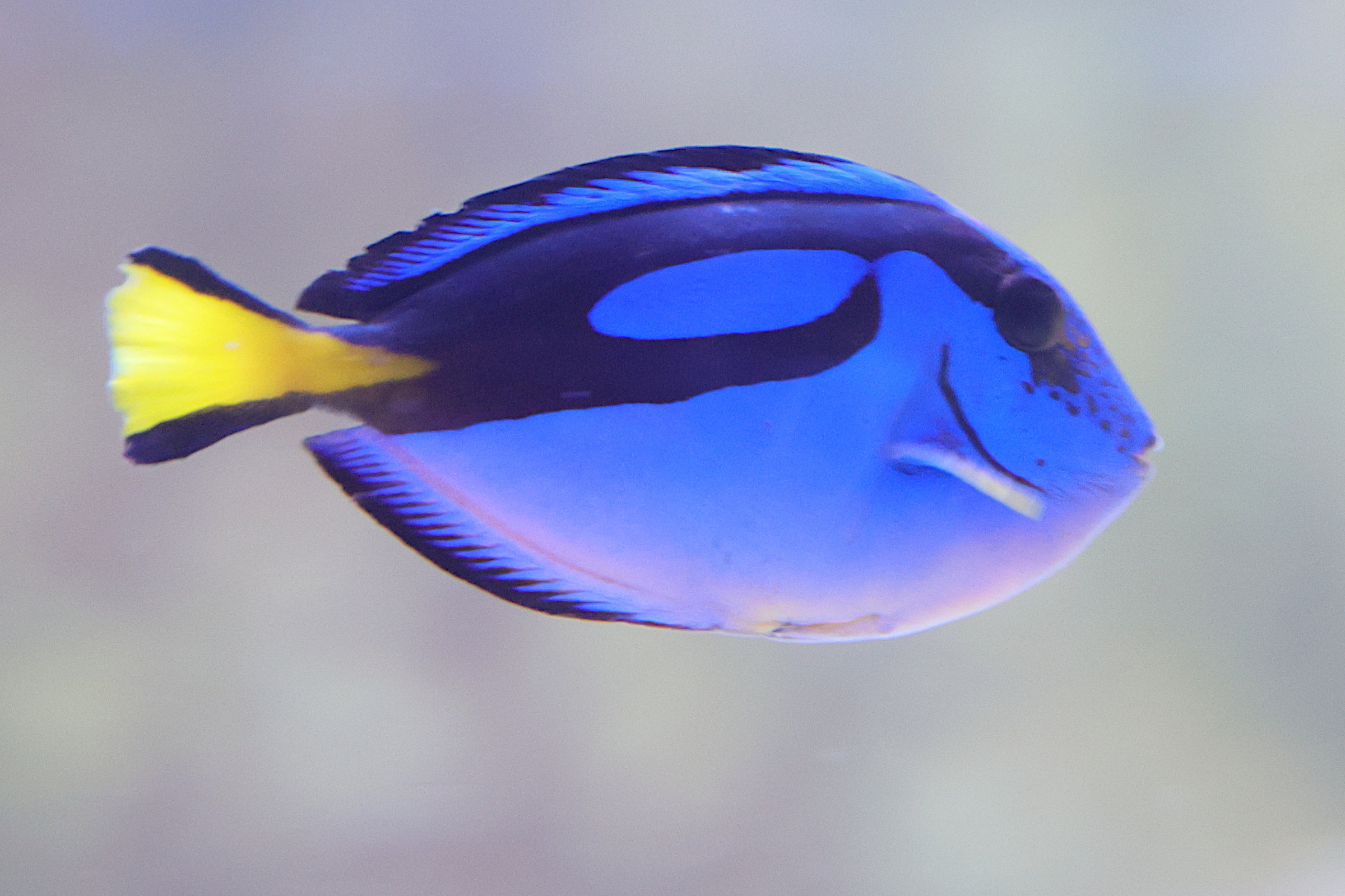 paracanthurus_hepatus3md