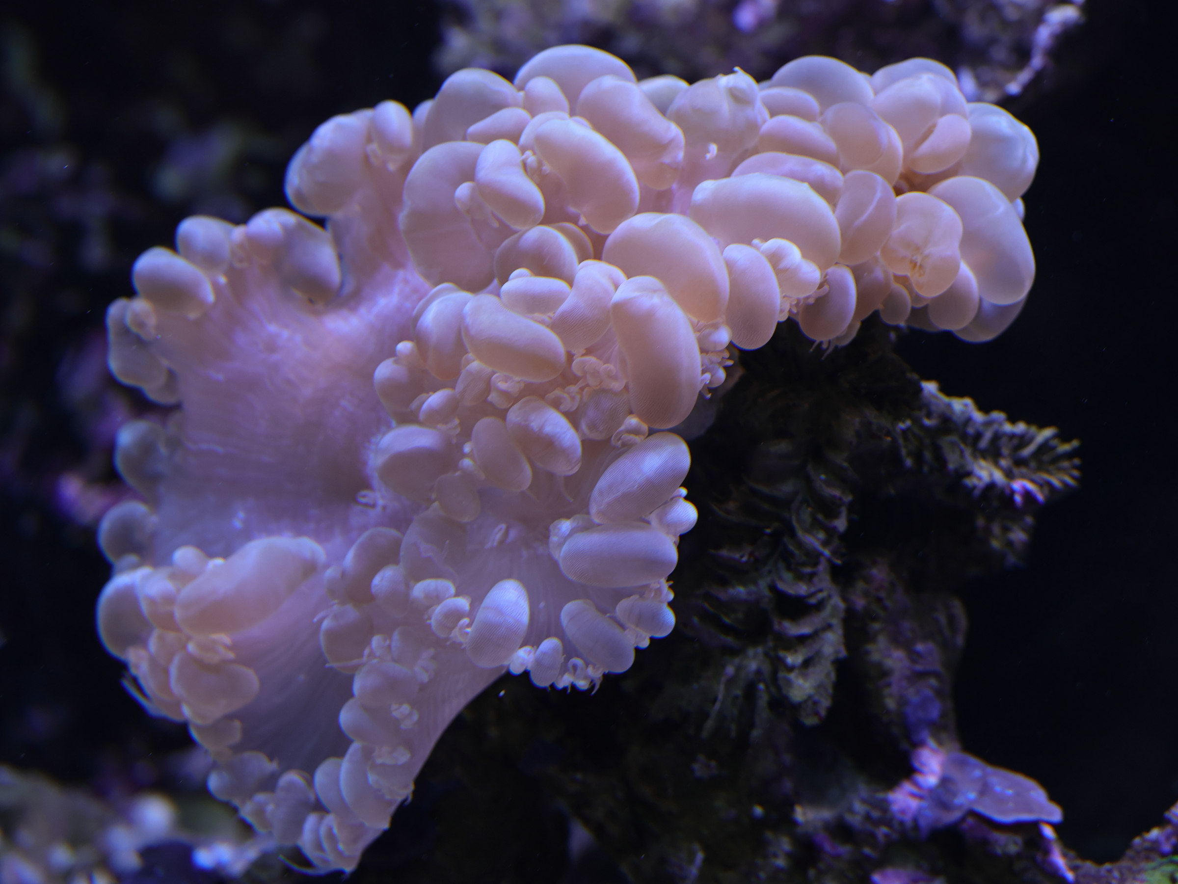 plerogyra_sinuosa5md