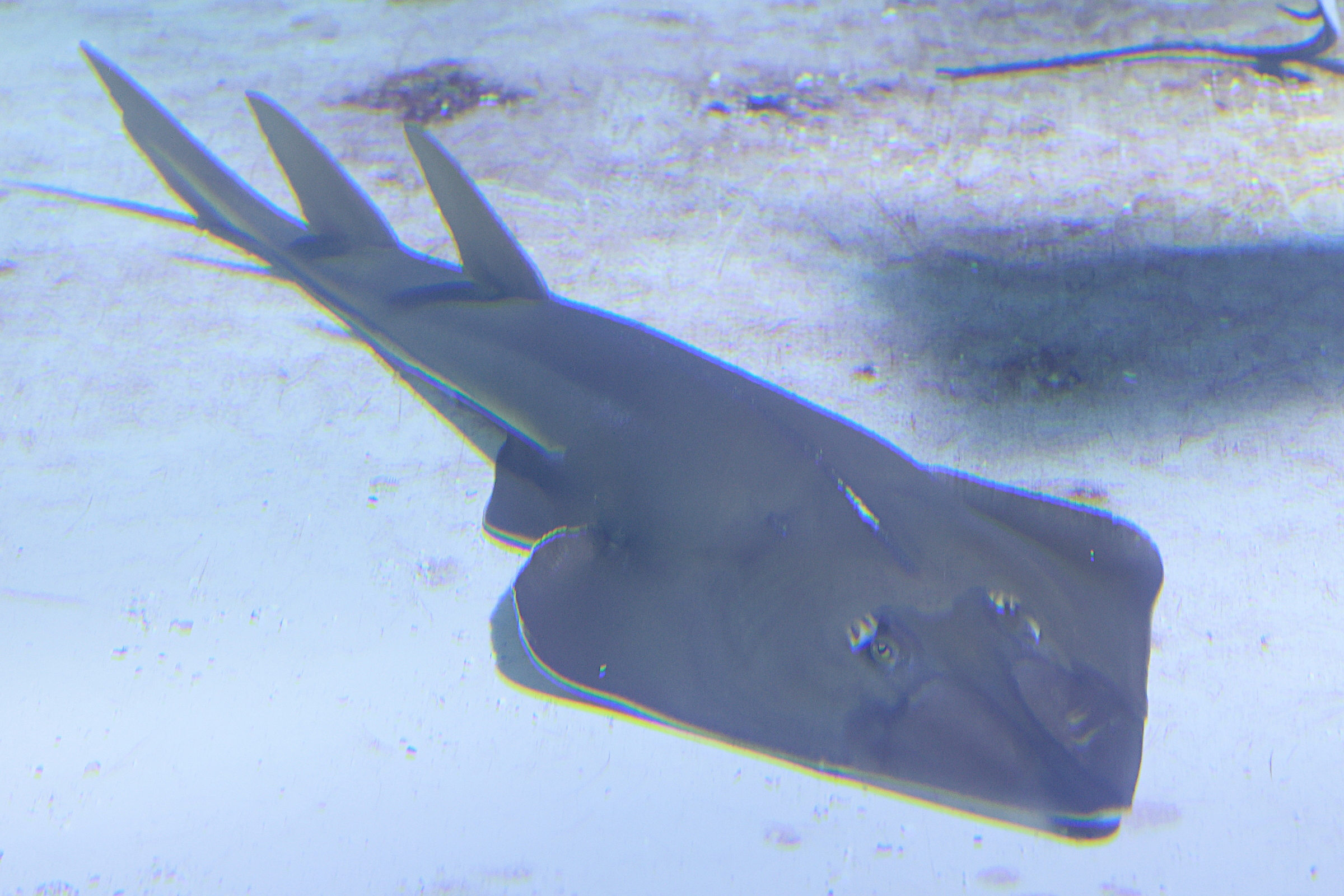 Afficher le média rhinobatos_cemiculus2md rhinobatos_cemiculus2md