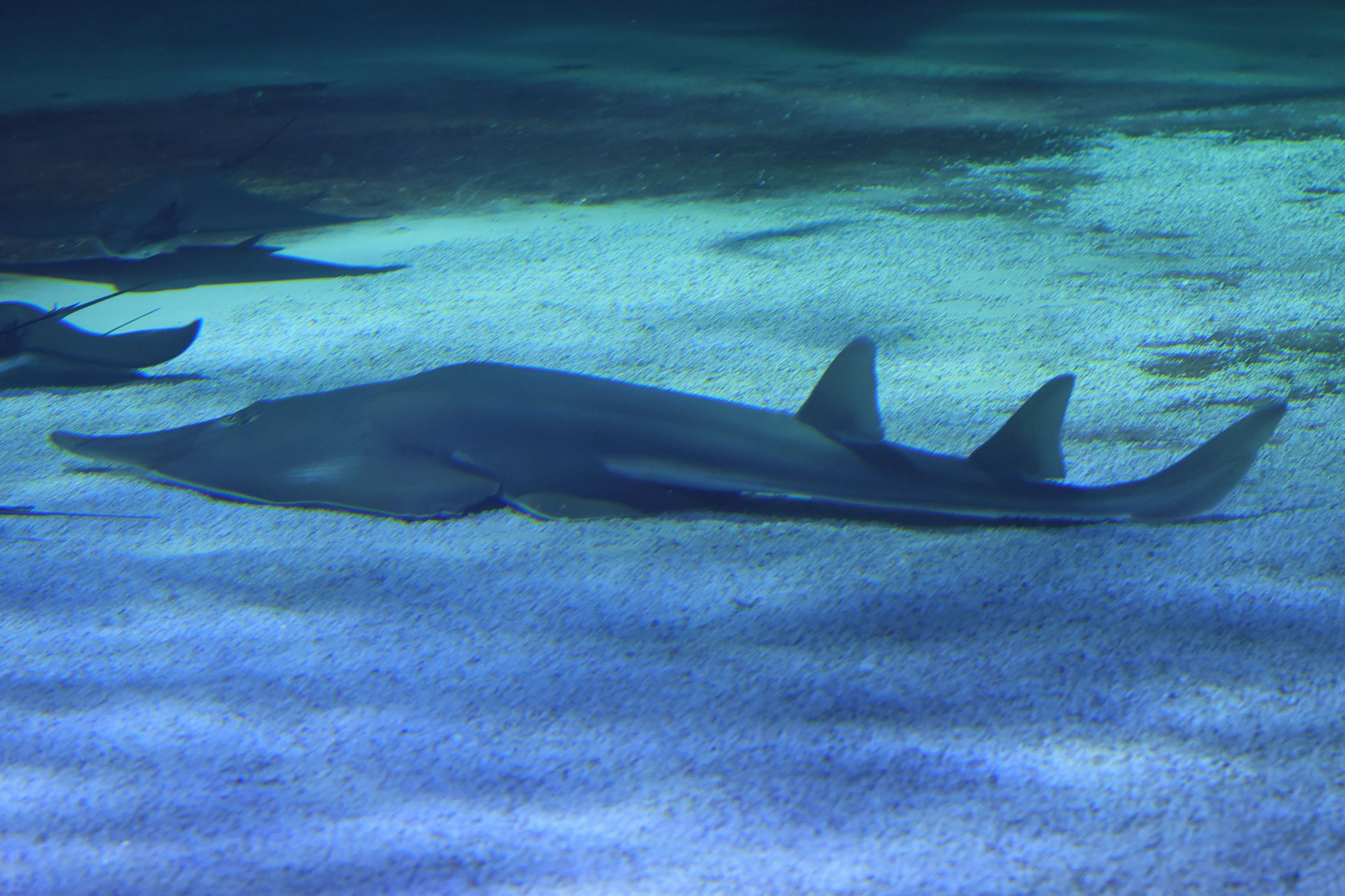 Afficher le média rhinobatos_cemiculus3md rhinobatos_cemiculus3md