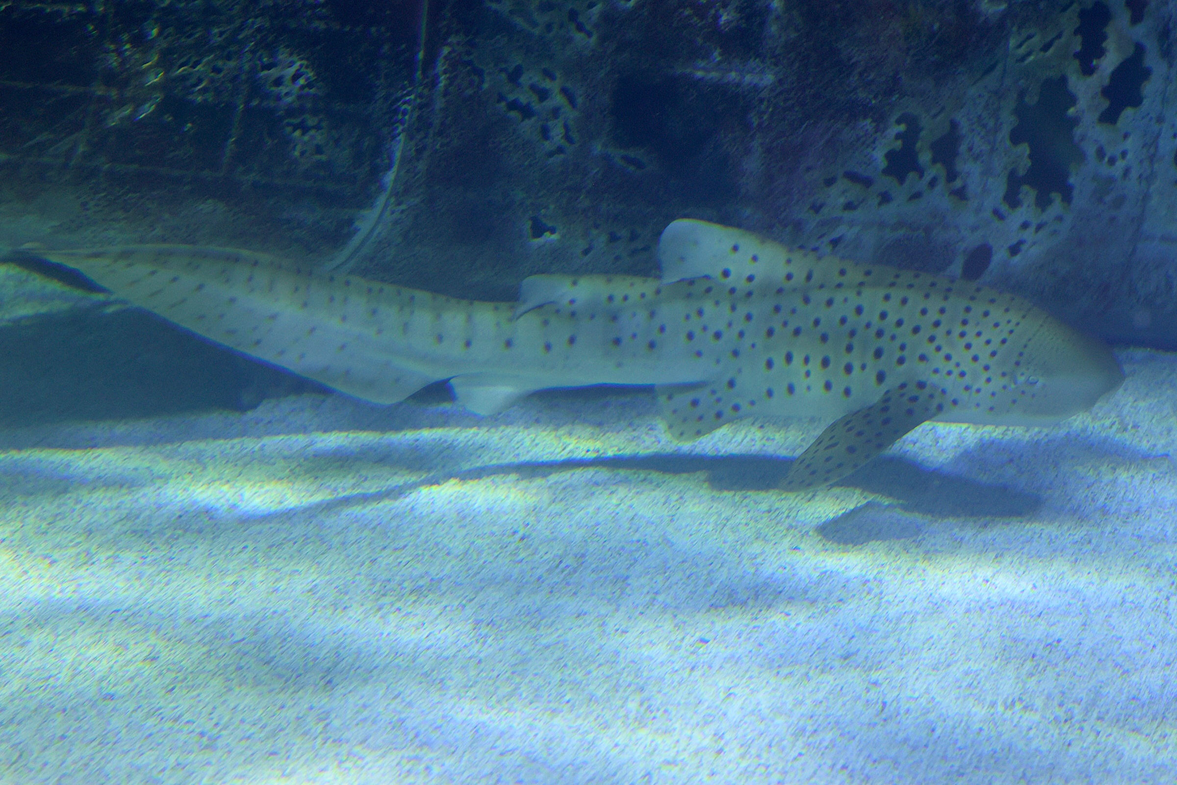 Afficher le média stegostoma_fasciatum2md stegostoma_fasciatum2md