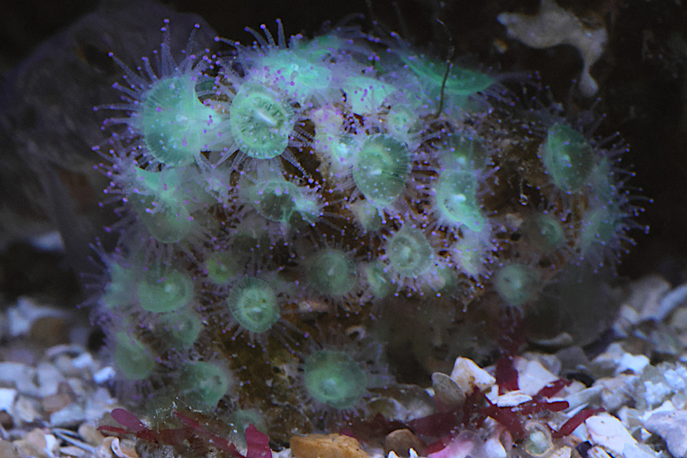 corynactis_viridis3bd