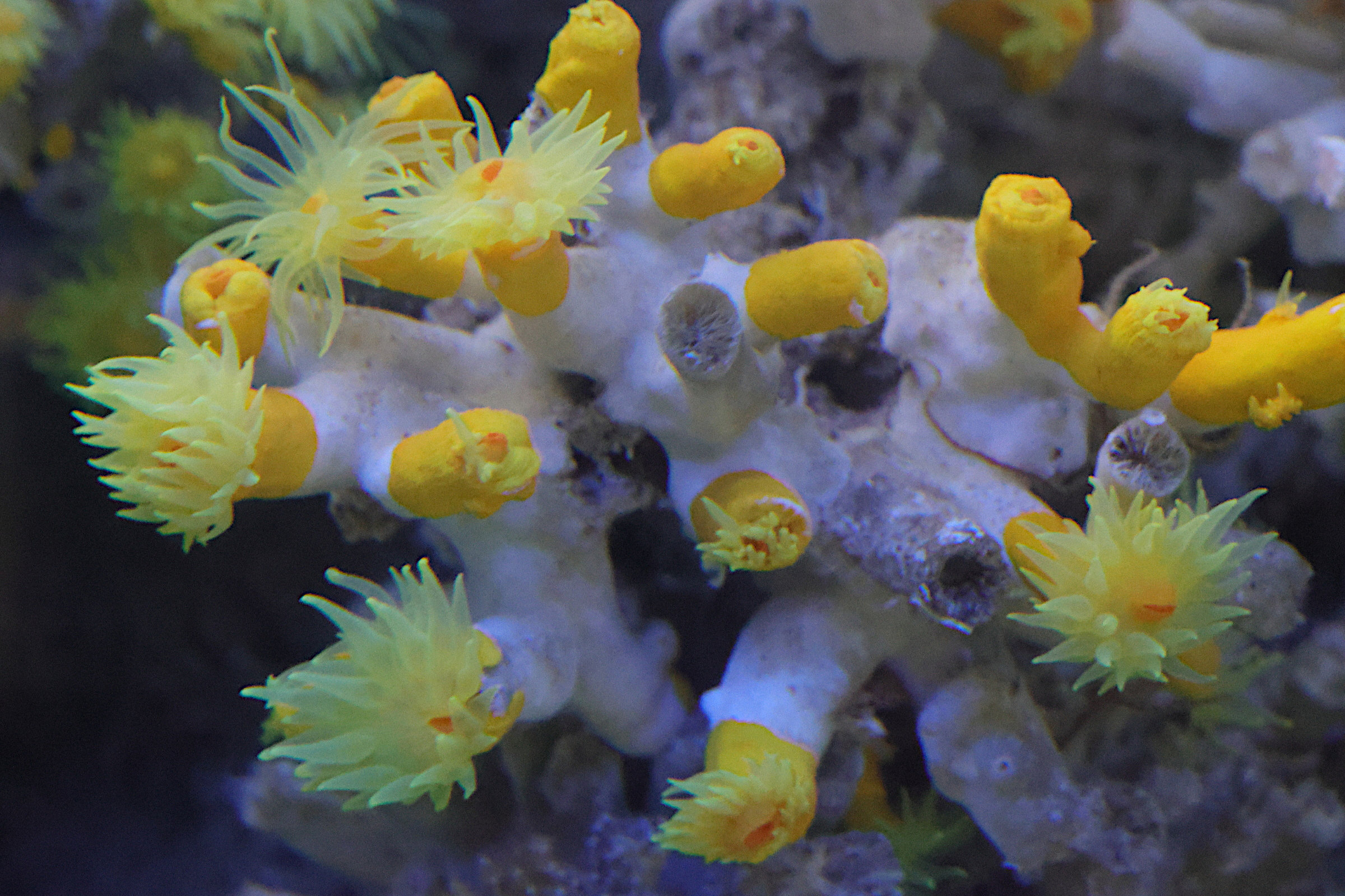 dendrophyllia_cornigera1md