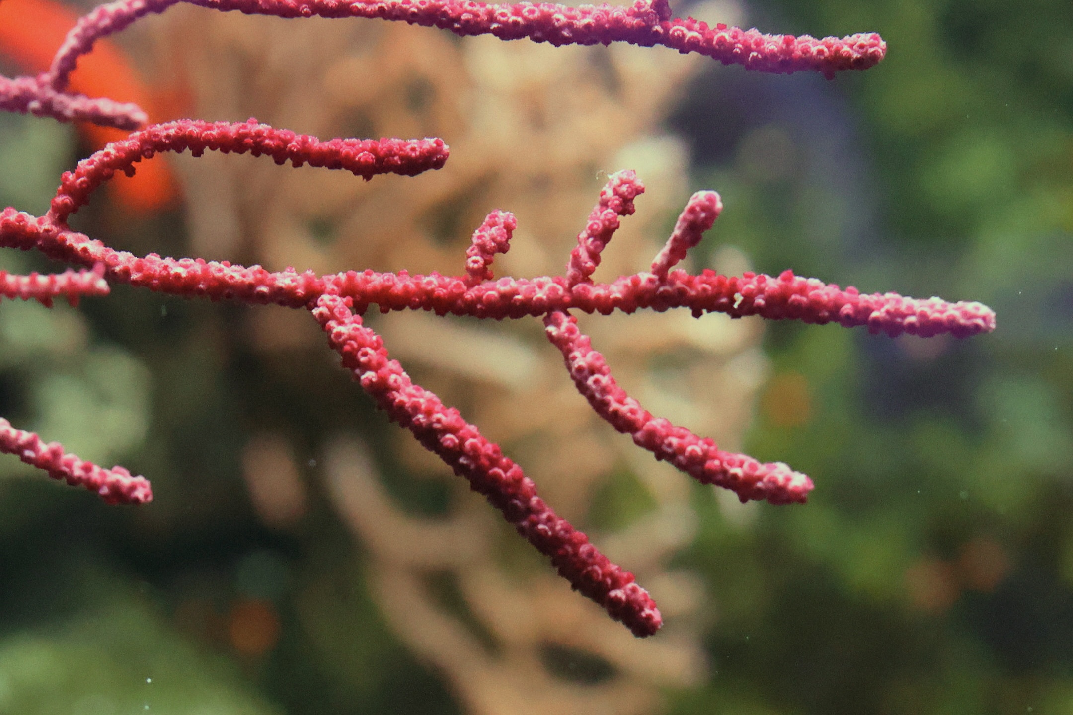 eunicella_verrucosa2md