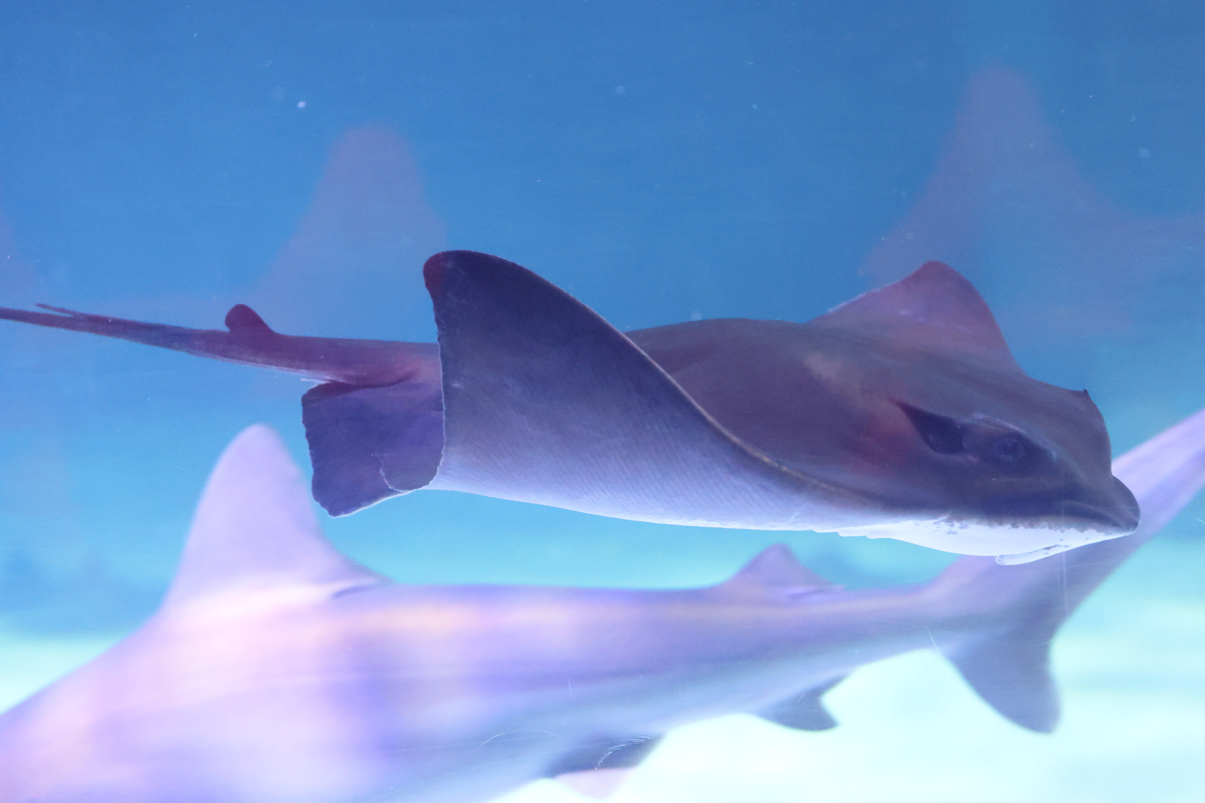 Afficher le média myliobatis_aquila1md myliobatis_aquila1md