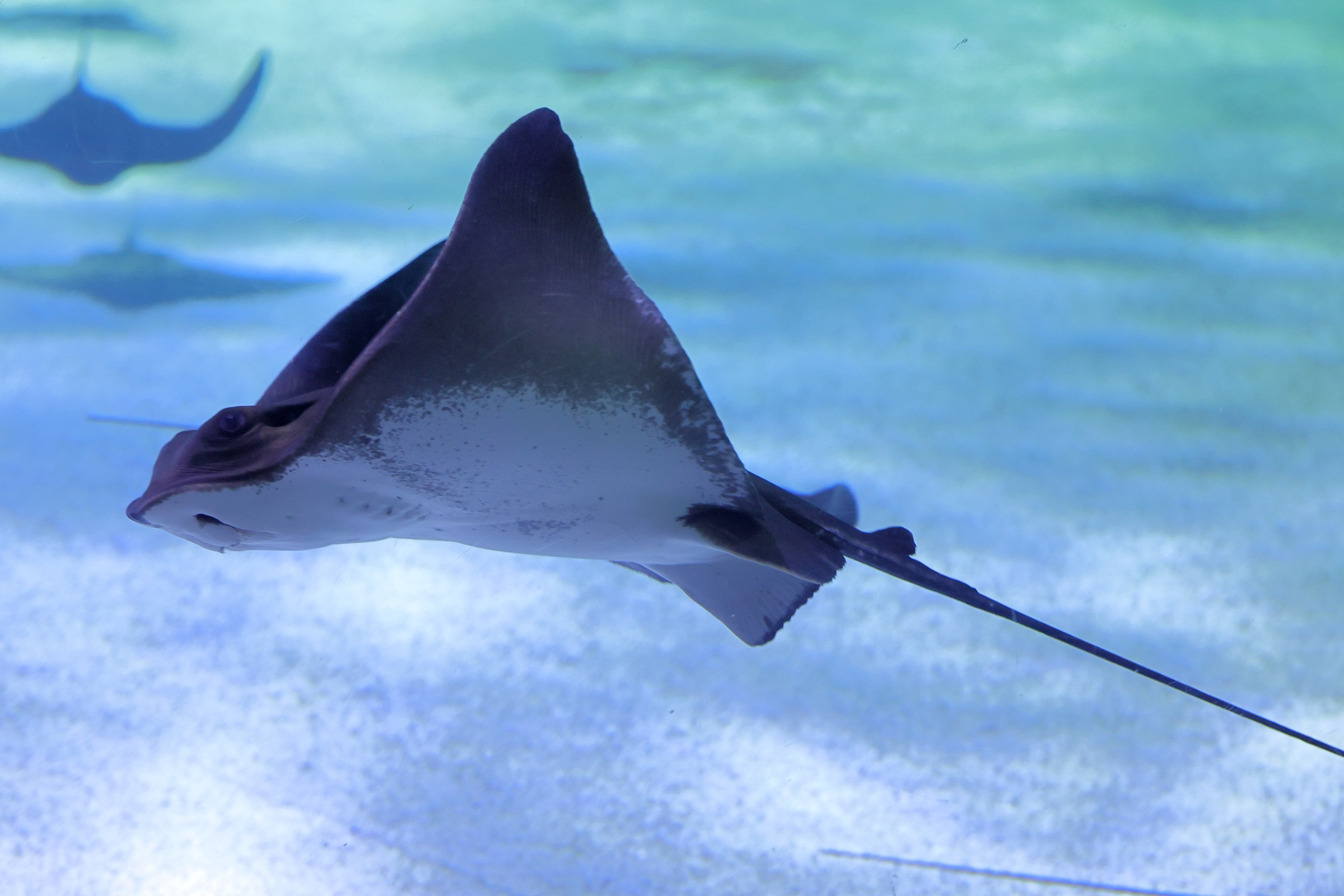 Afficher le média myliobatis_aquila2md myliobatis_aquila2md