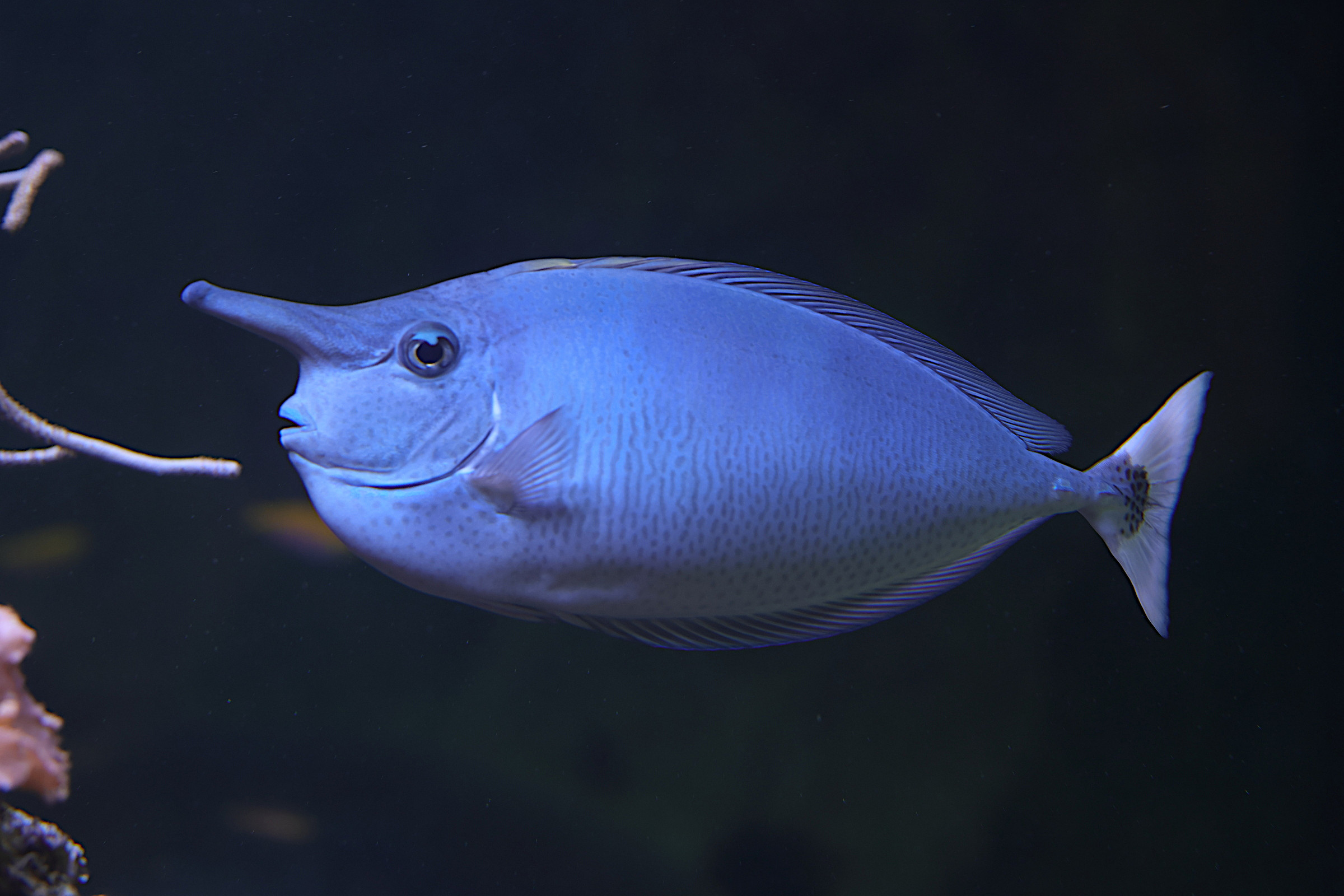 naso_brevirostris2md