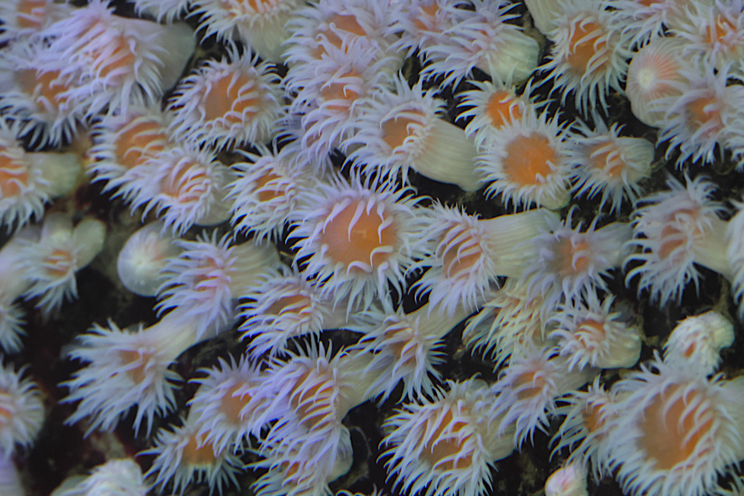 actinothoe_sphyrodeta3bd