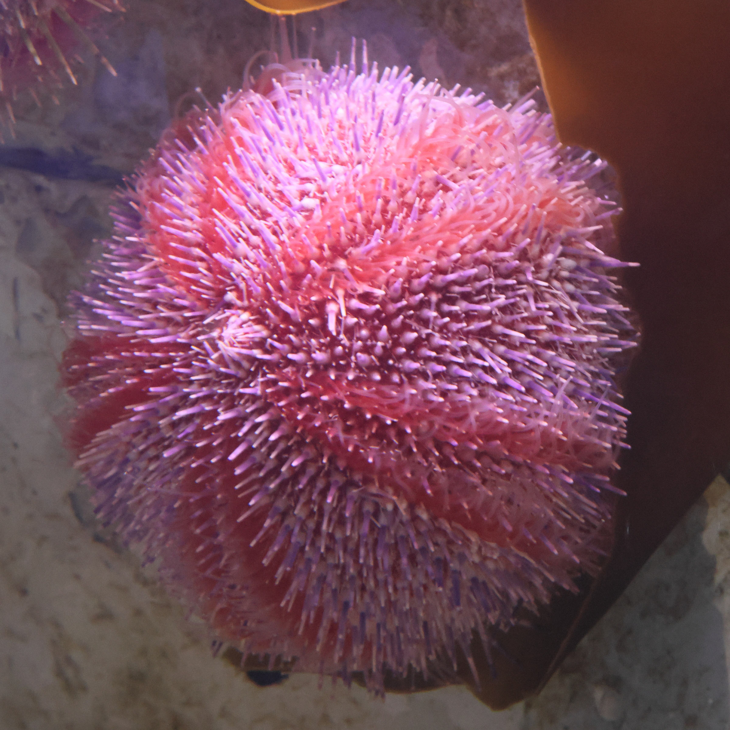 echinus_esculentus3bd