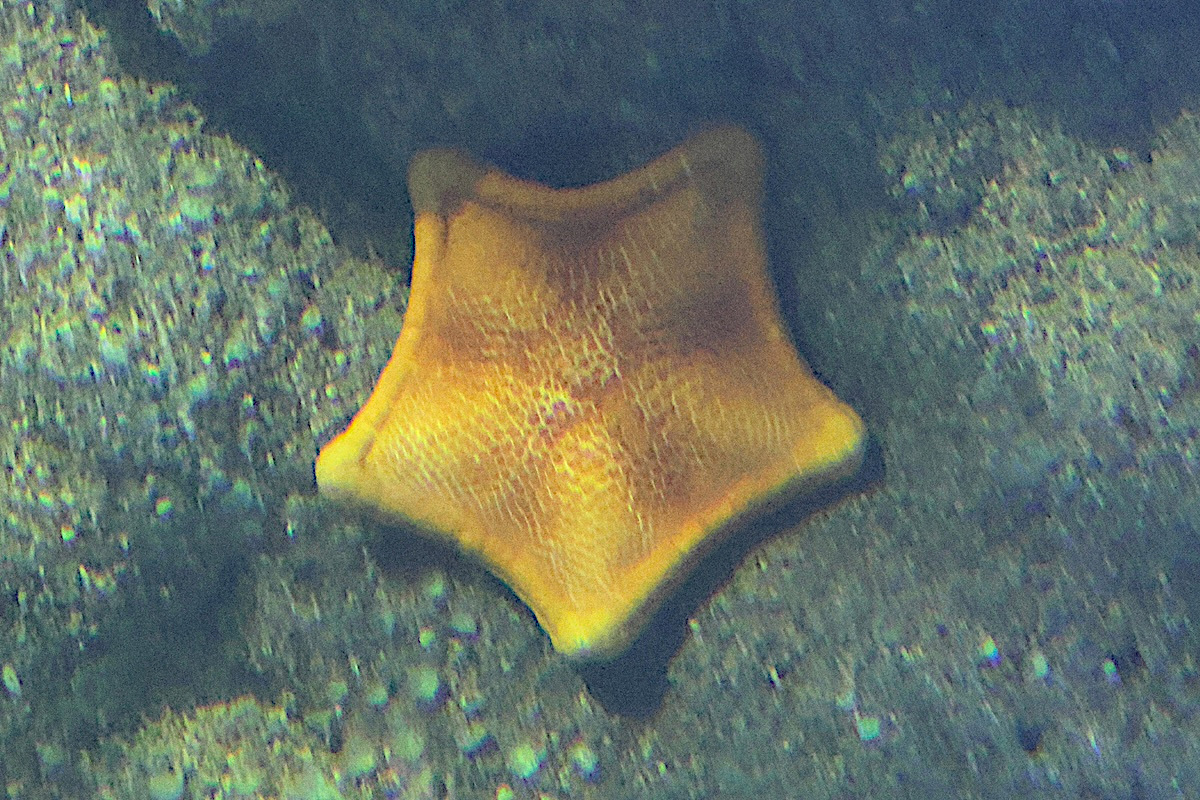 peltaster_placenta1bd