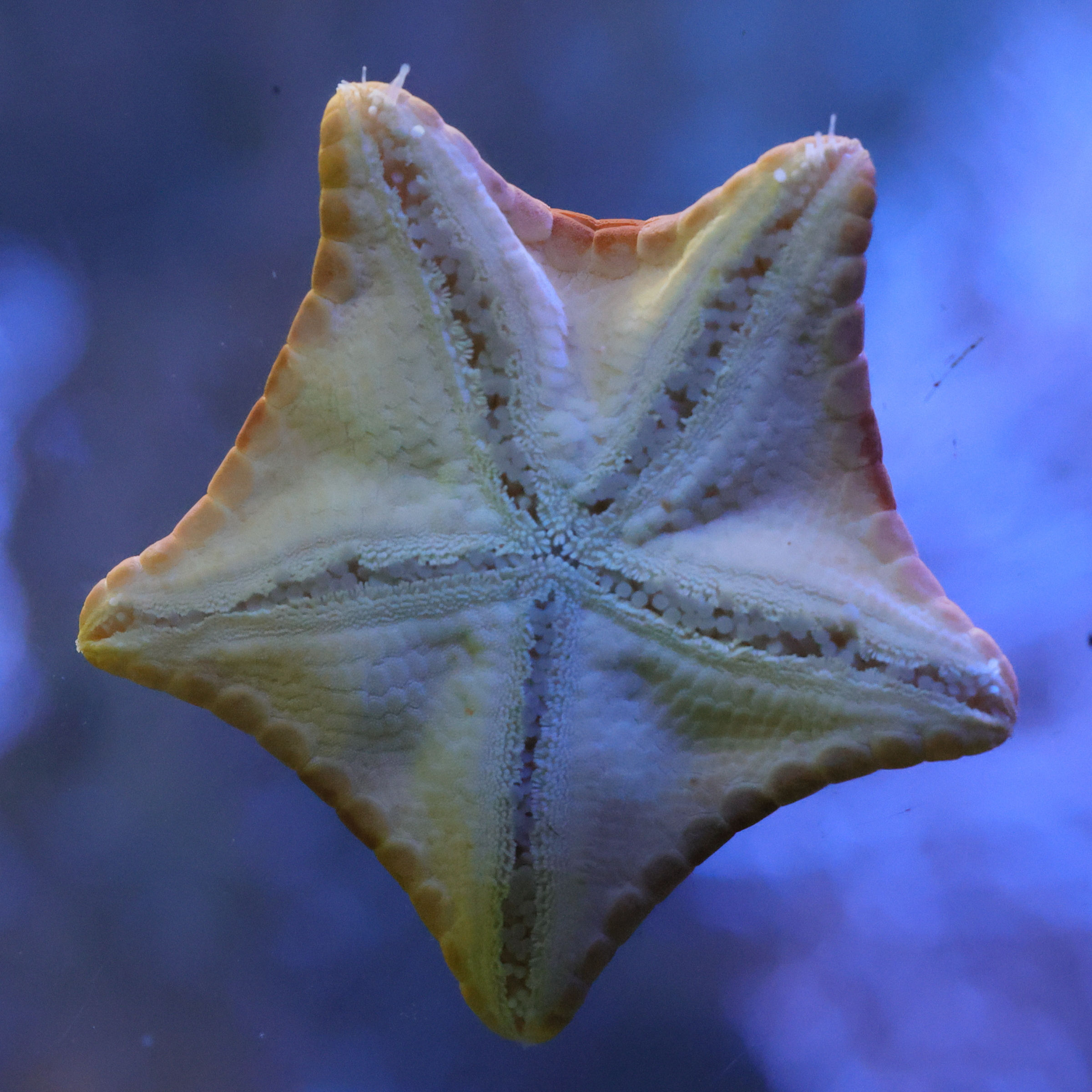 peltaster_placenta2md