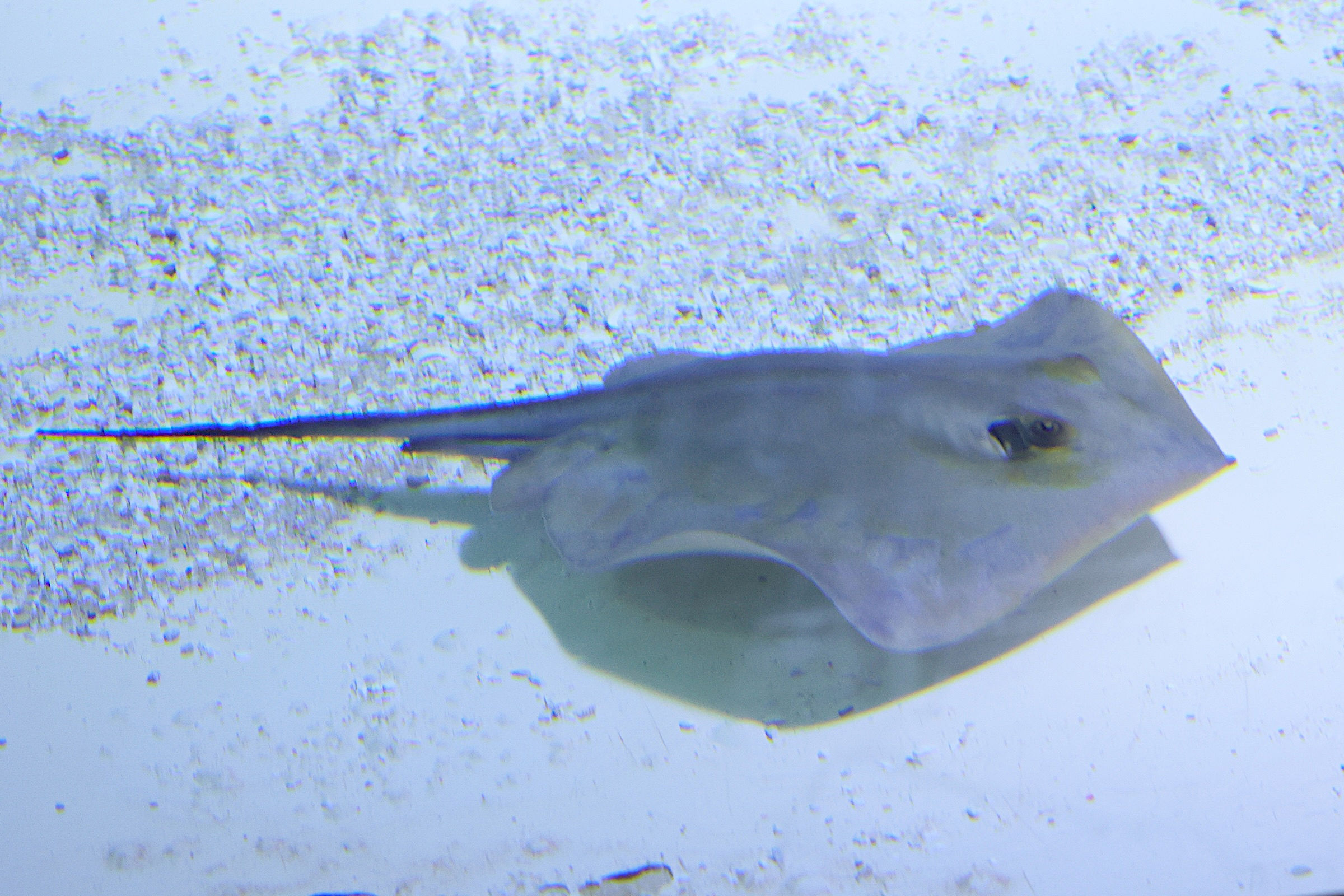 Afficher le média pteroplatytrygon_violacea1md pteroplatytrygon_violacea1md