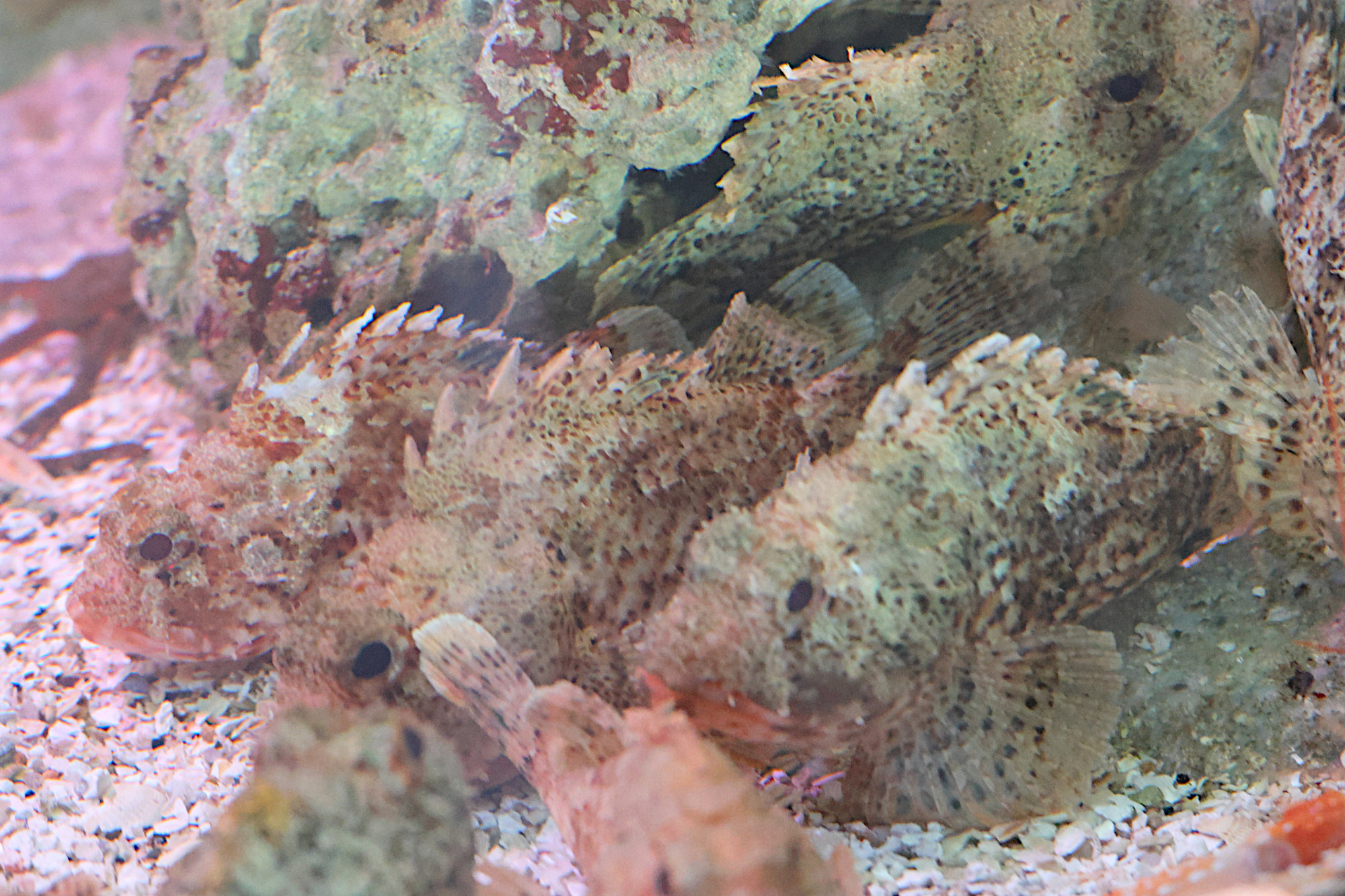 Afficher le média scorpaena_notata1md scorpaena_notata1md