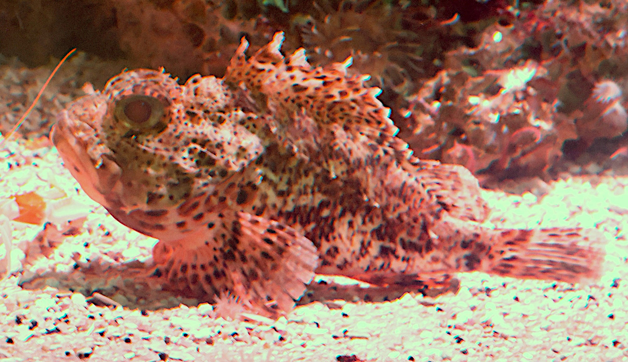 Afficher le média scorpaena_notata2bd scorpaena_notata2bd