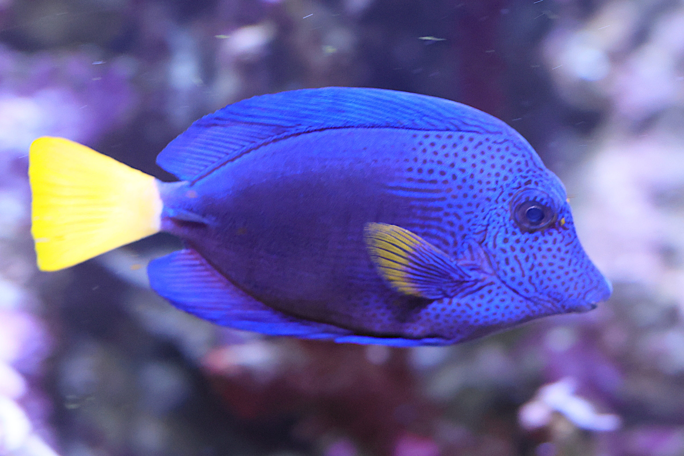 zebrasoma_xanthurum1md