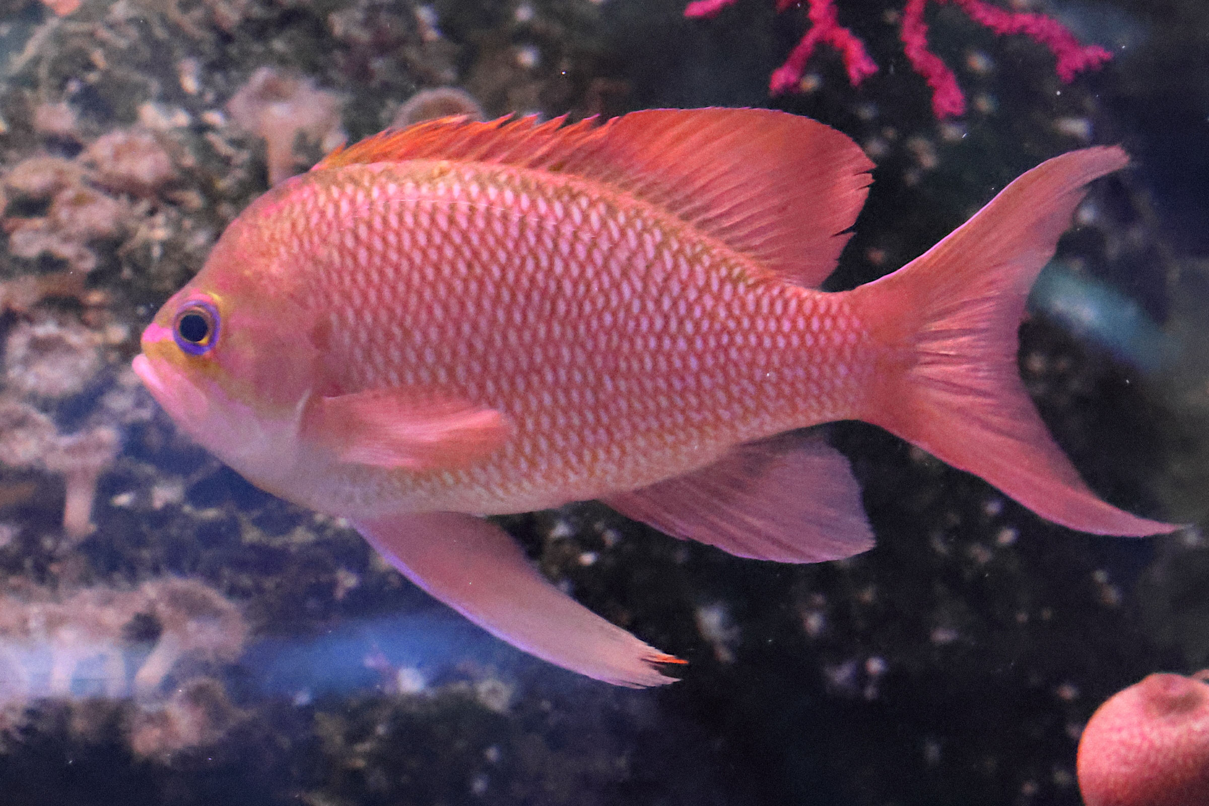 anthias_anthias3bd