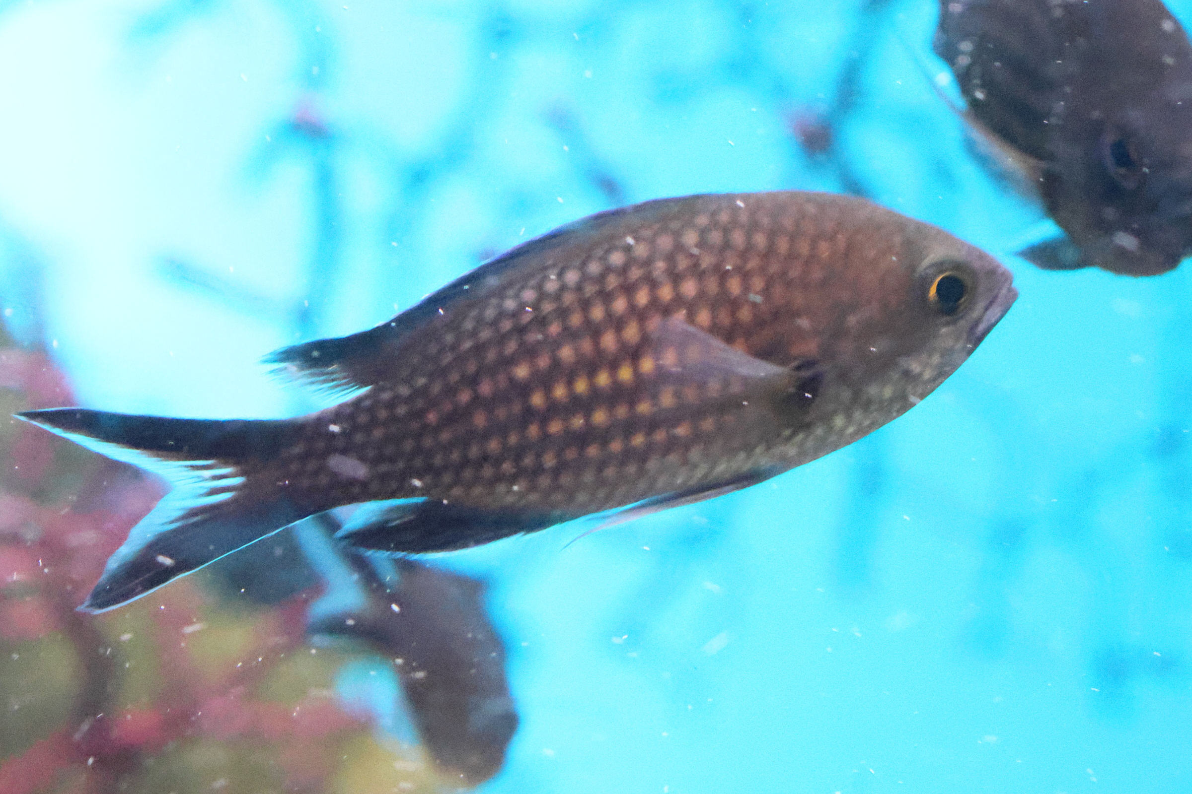 chromis_chromis2bd