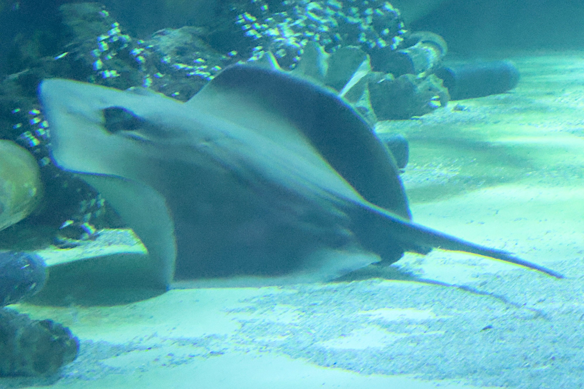 dasyatis_brevicaudata1bd