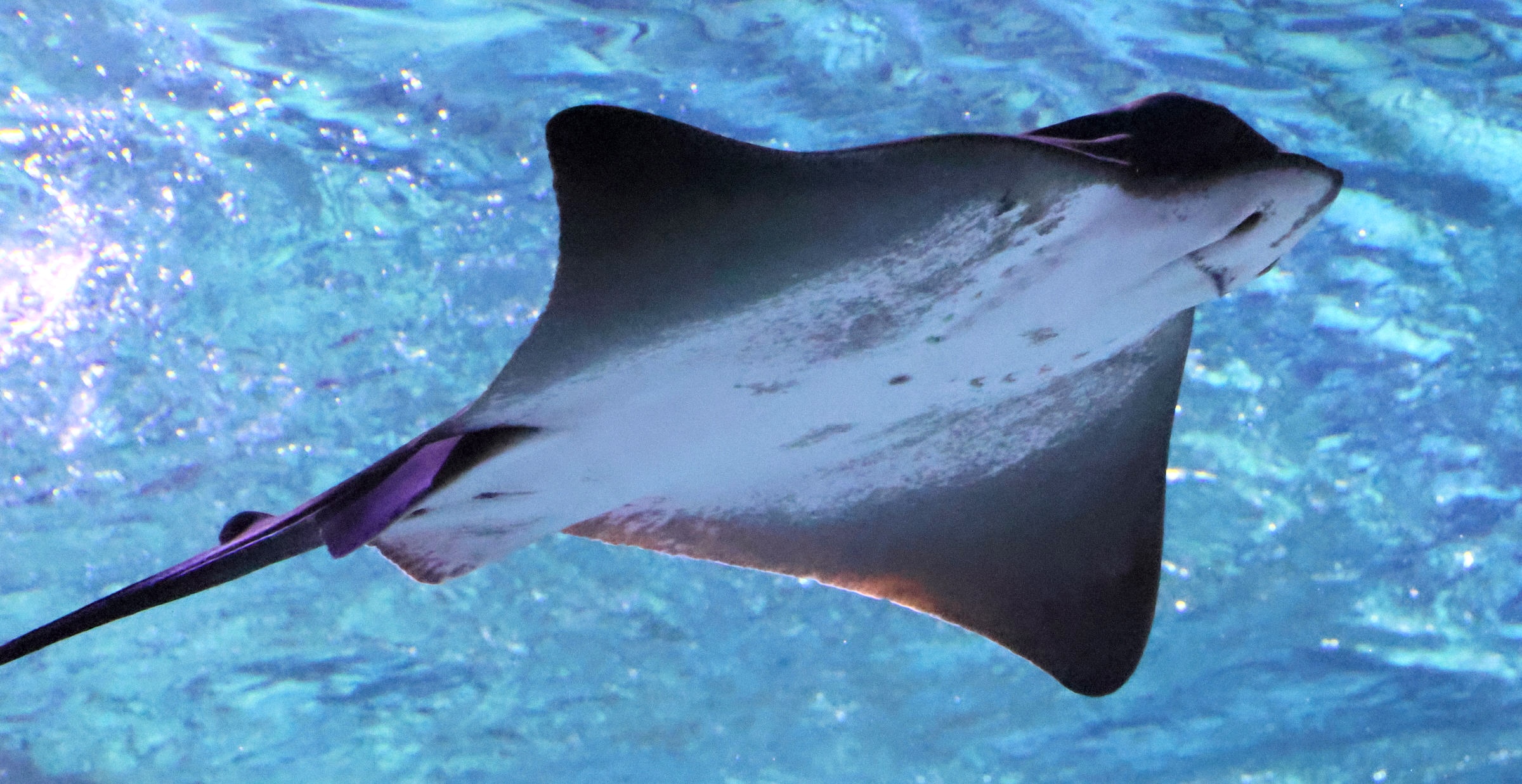 Afficher le média myliobatis_aquila3bd myliobatis_aquila3bd