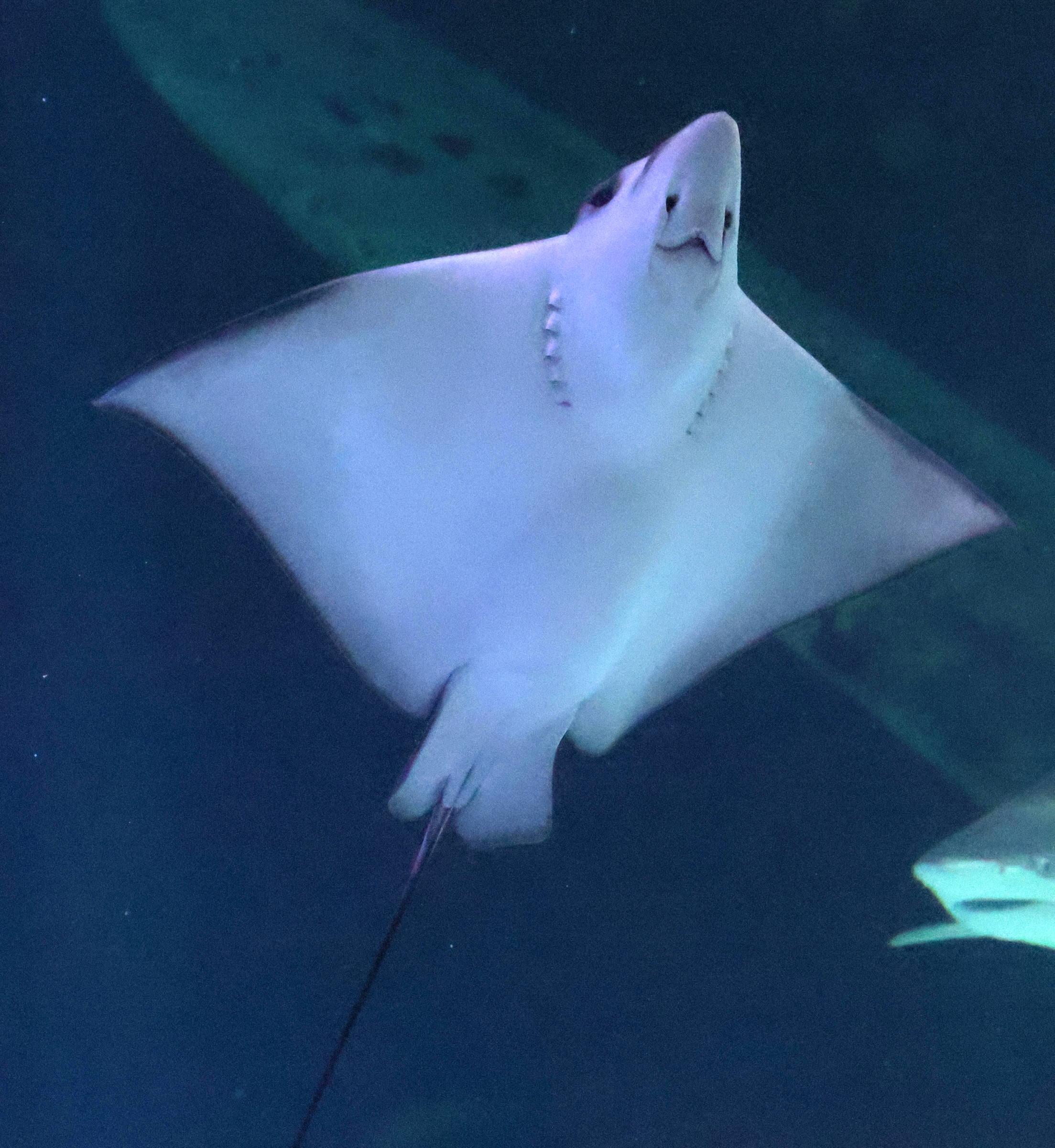 Afficher le média myliobatis_aquila4bd myliobatis_aquila4bd