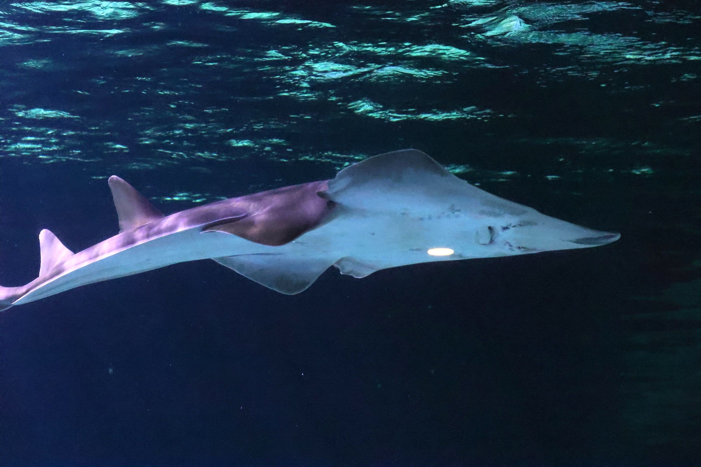 Afficher le média rhinobatos_ceniculus4bd rhinobatos_ceniculus4bd