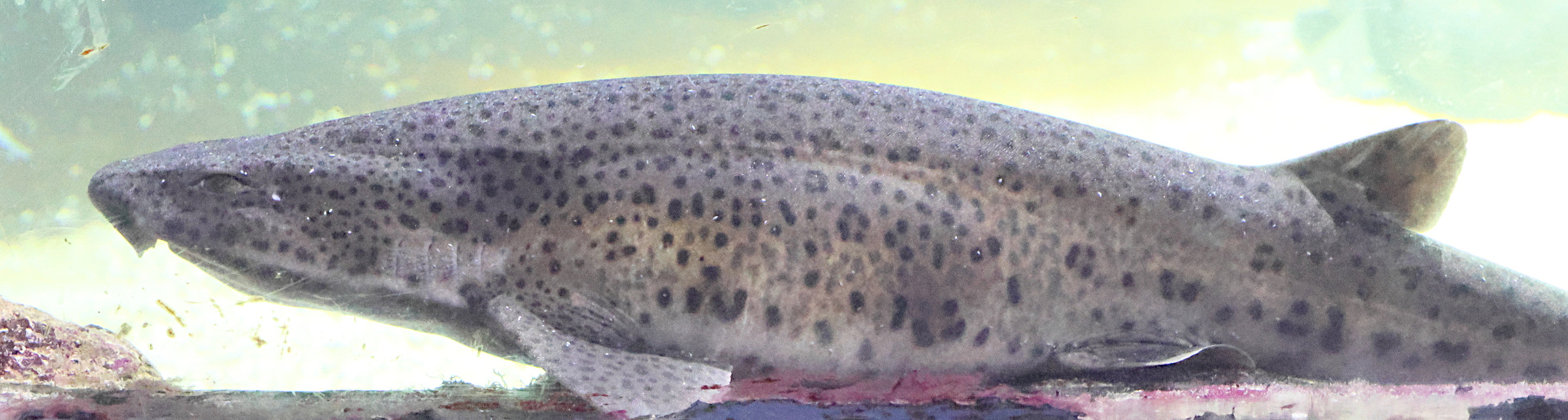 Afficher le média scyliorhinus_canicula5bd scyliorhinus_canicula5bd