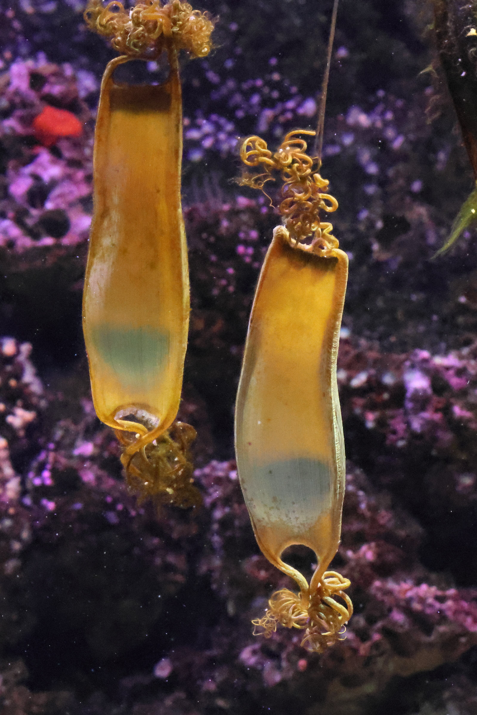 Afficher le média scyliorhynus_canicula-oeufs1bd scyliorhynus_canicula-oeufs1bd