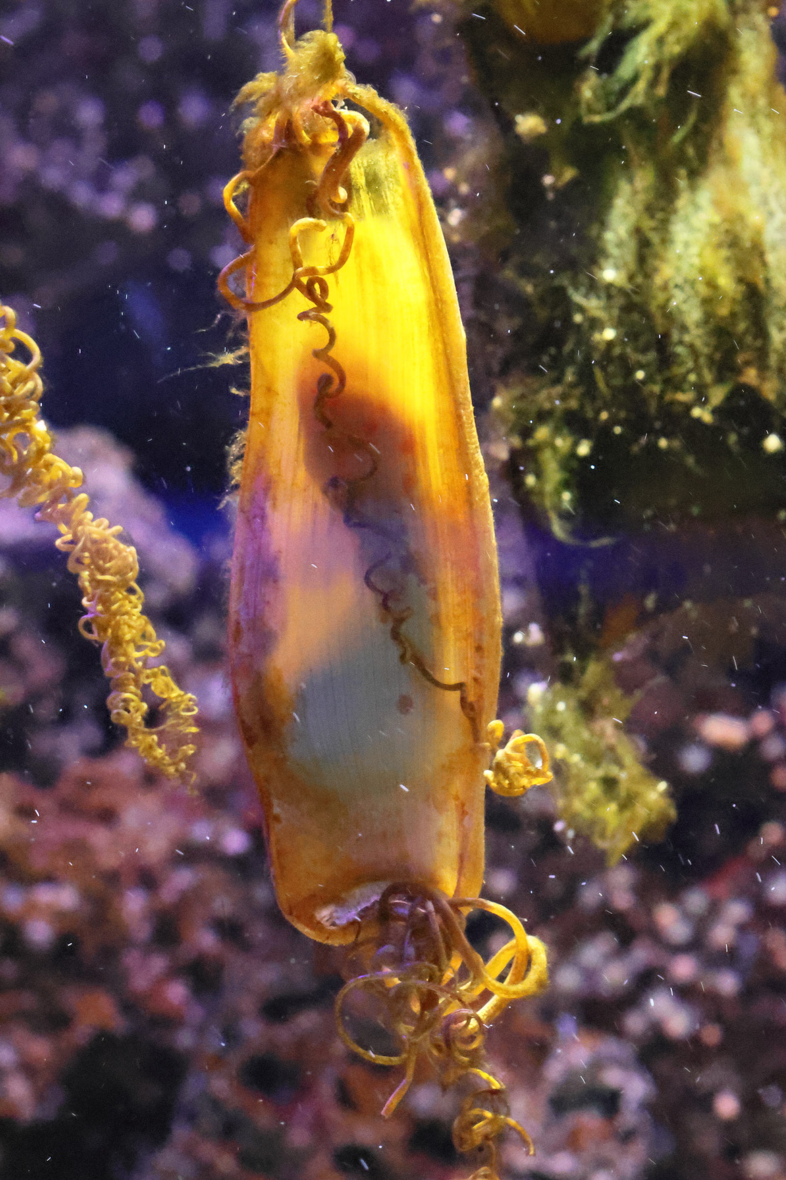 Afficher le média scyliorhynus_canicula-oeufs2bd scyliorhynus_canicula-oeufs2bd