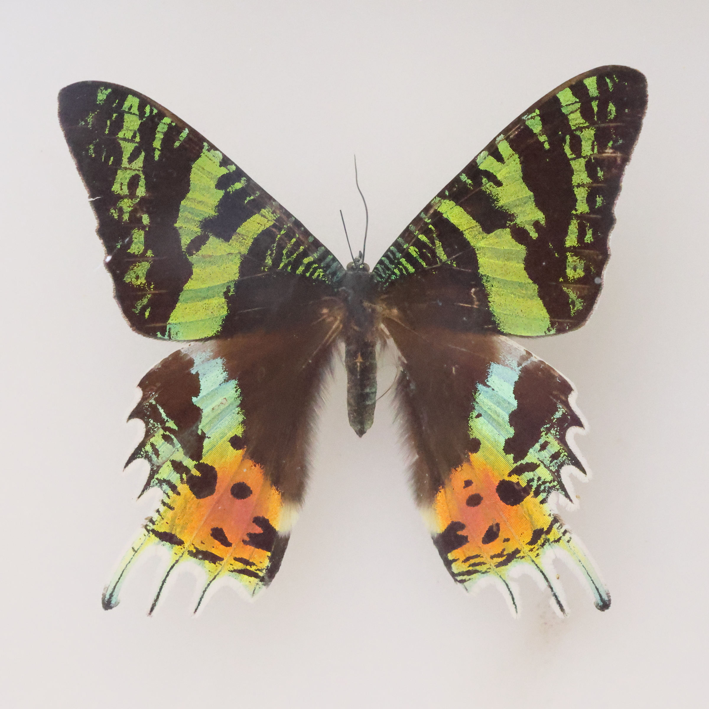 chrysiridia_rhipheus2bd