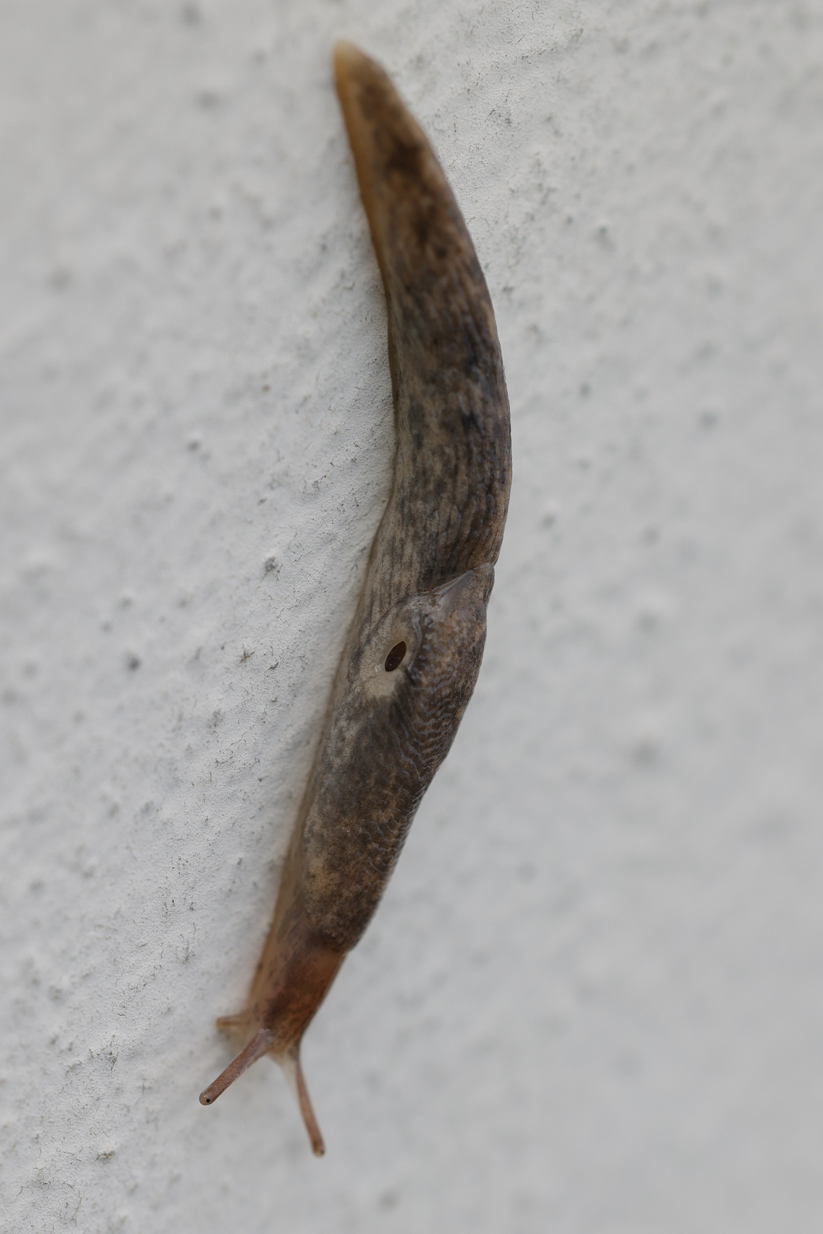 Afficher le média deroceras_reticulatum10md deroceras_reticulatum10md